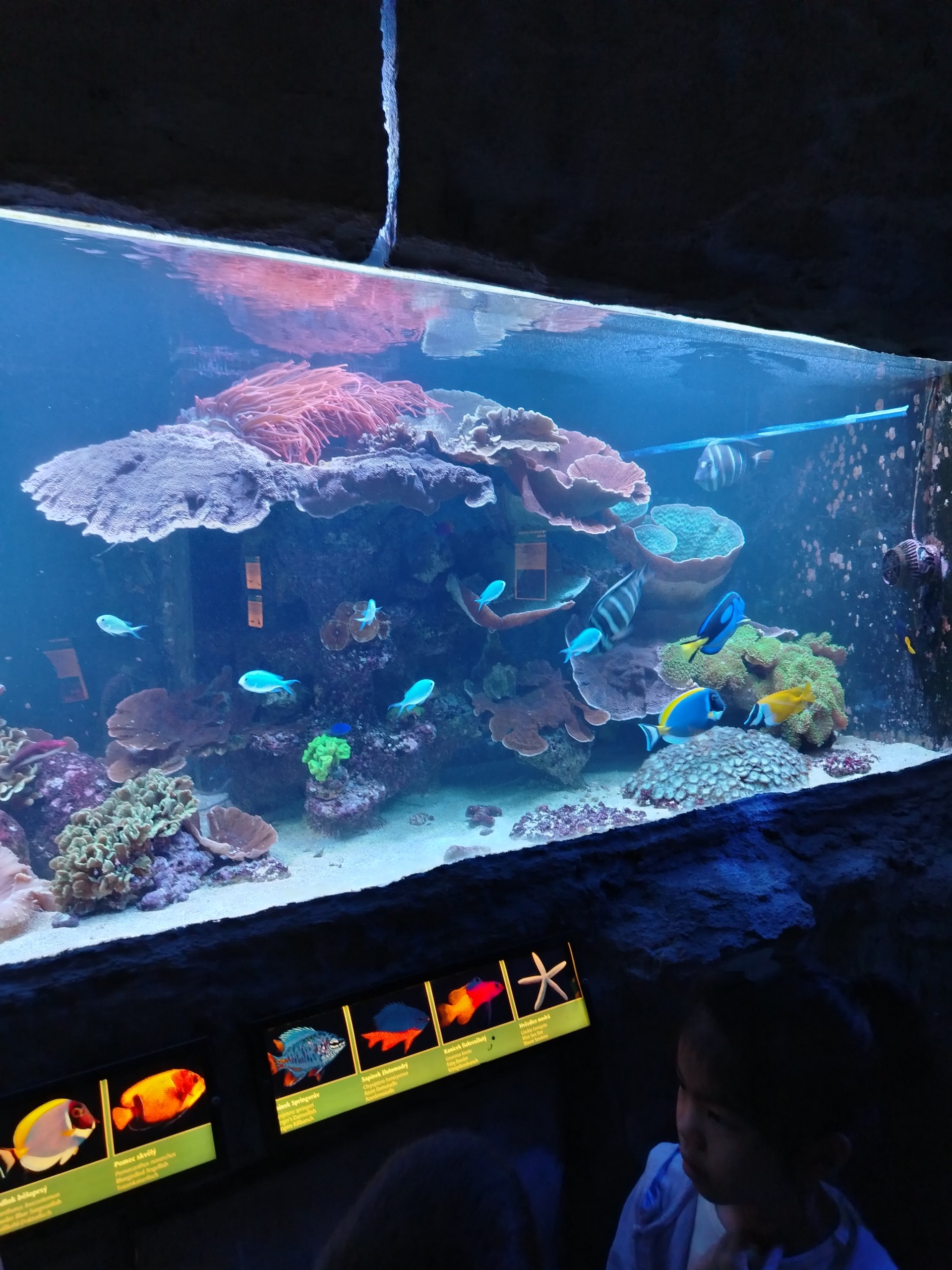 Akvatera - Ještěrky