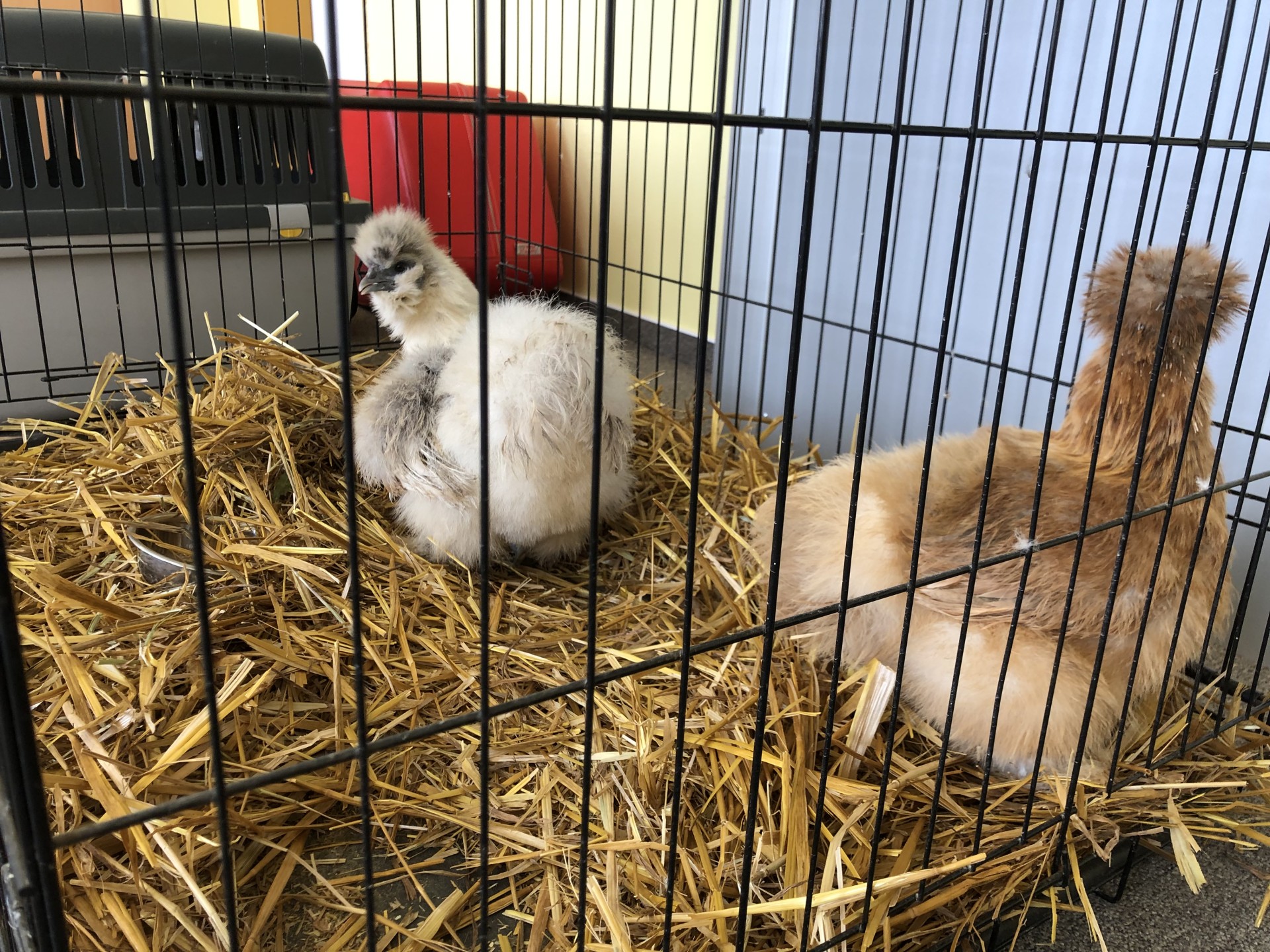 Farmapark u Toma v MŠ - interaktivní program