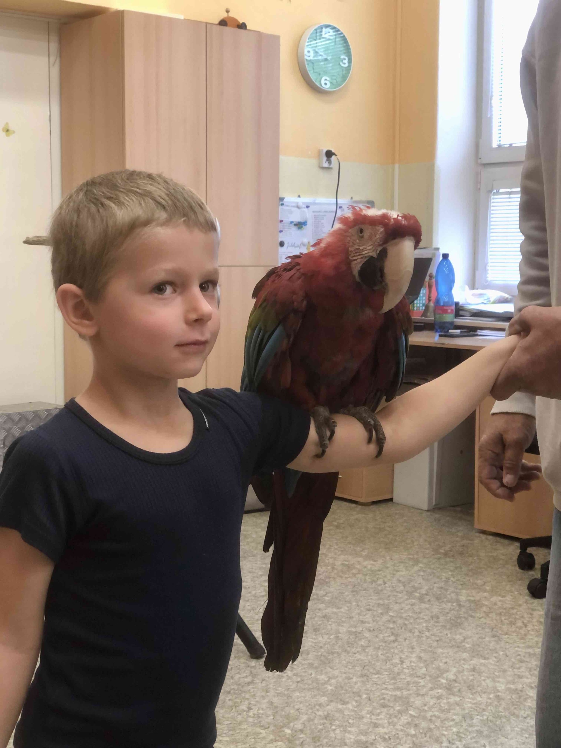 Papoušci v MŠ