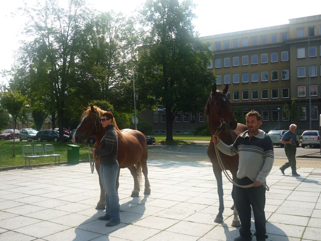 Kůň před školou …