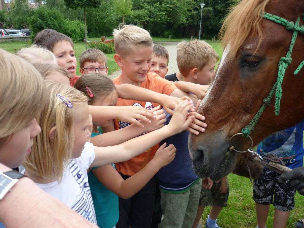 Na návštěvě kůň