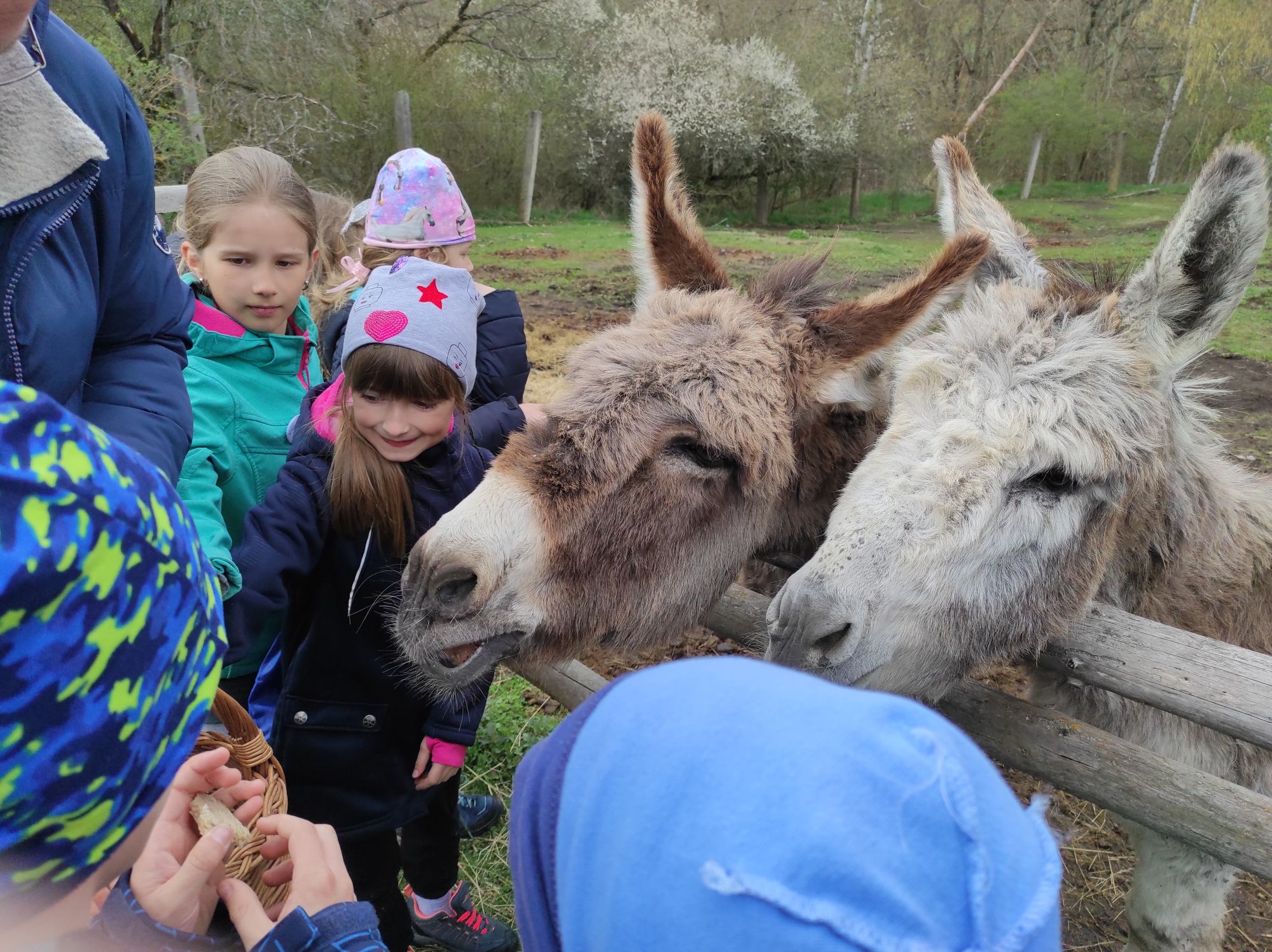 Školní družina na farmě 