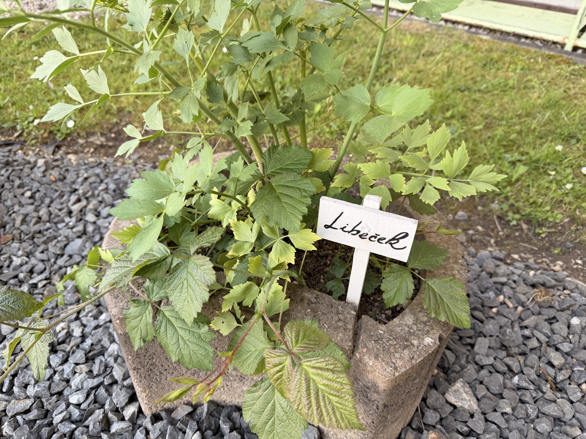 Bylinková zahrádka
