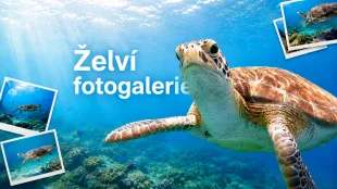 Želvy 26/27