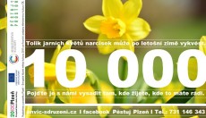 NA JAŘE VYKVETOU U ŠKOLY STOVKY NARCISEK