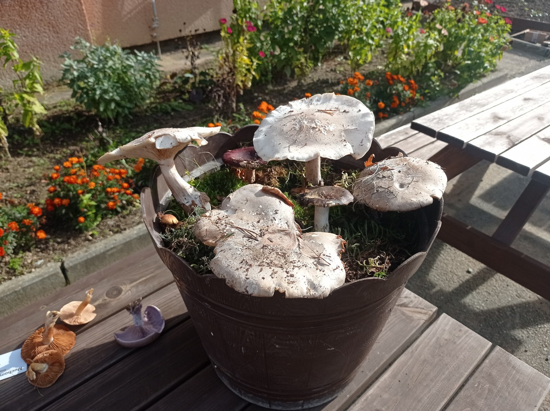 PROJEKT KRÁSA A ROZMANITOST MYKOLOGIE