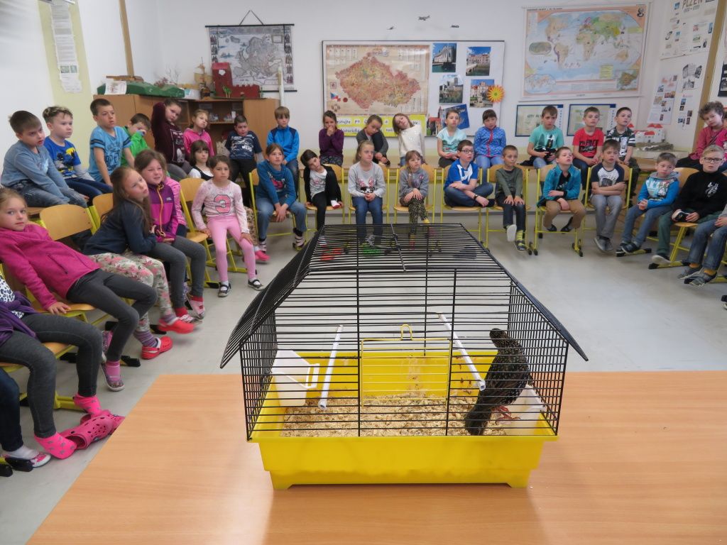 Šplhavci v naší škole