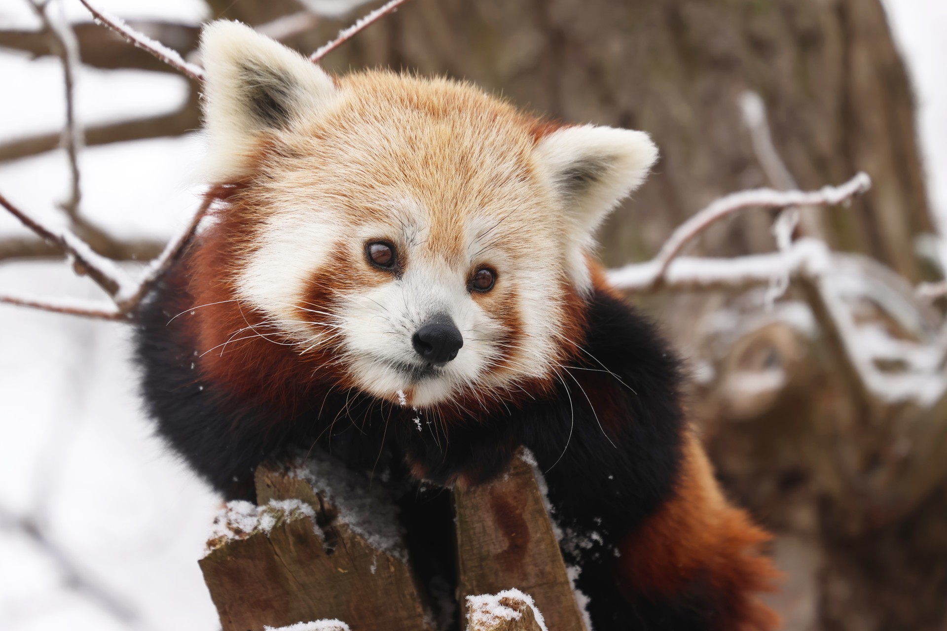 Panda červená