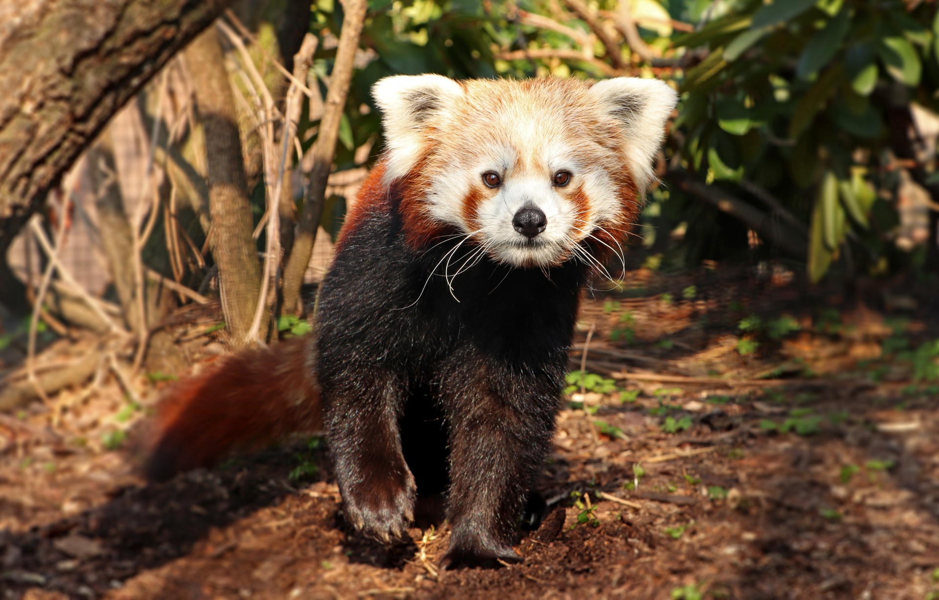 Panda červená