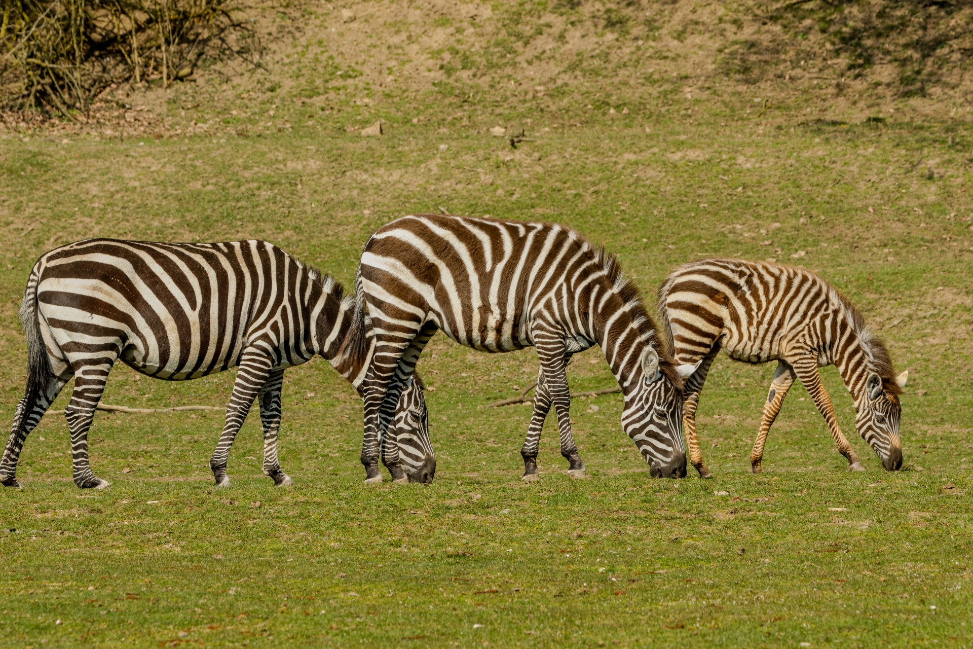 Zebra bezhřívá