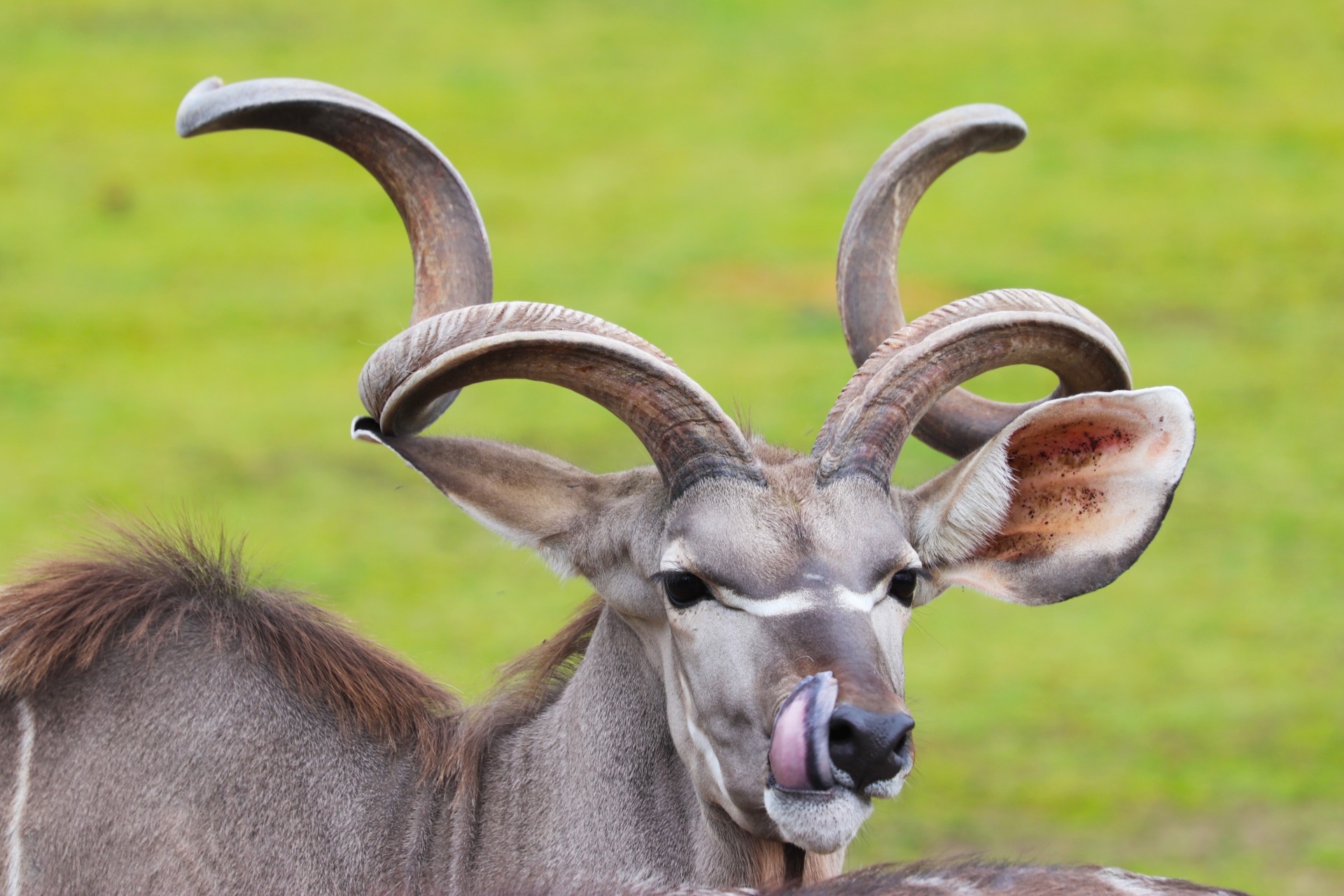 Kudu velký