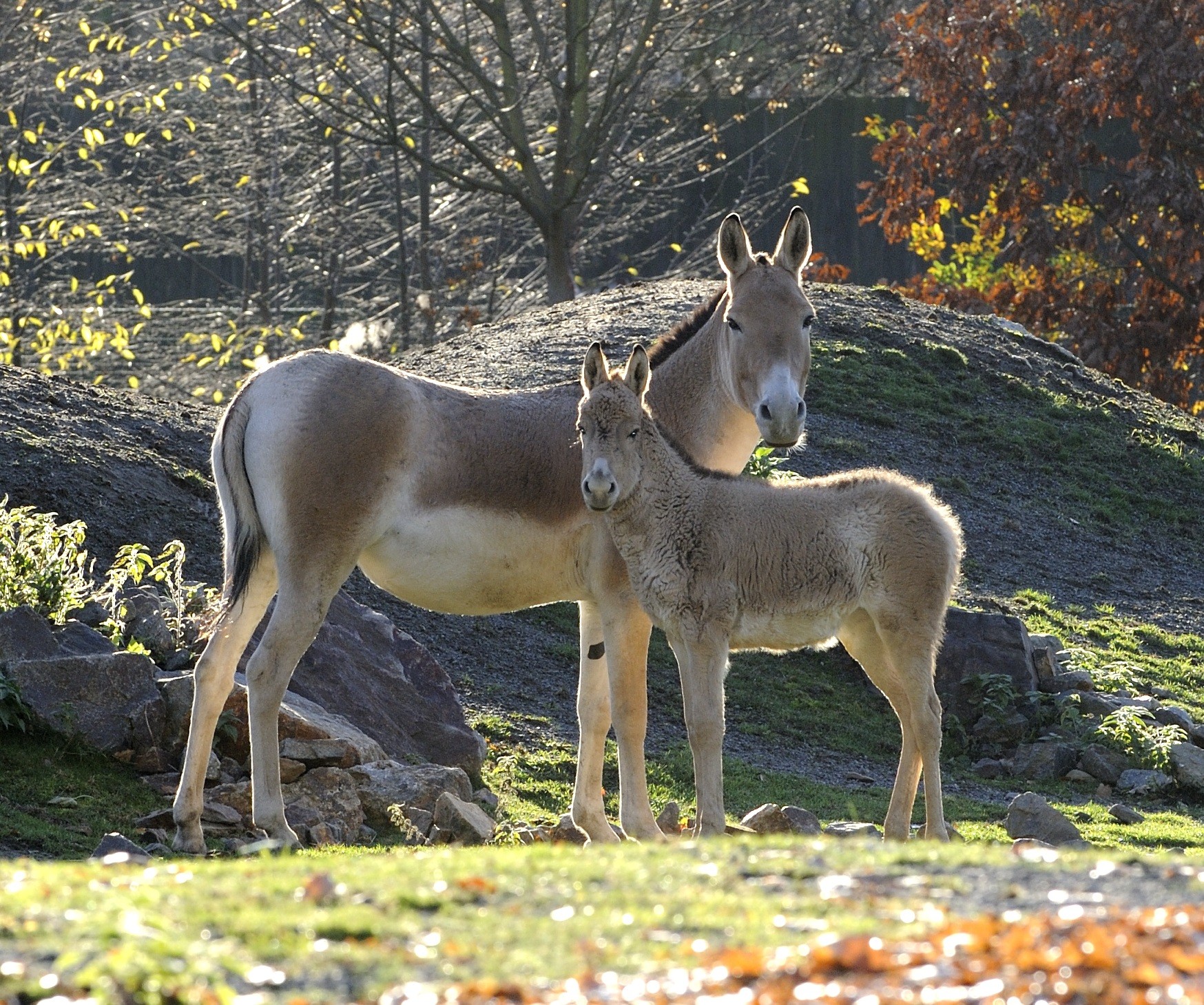 Kulan