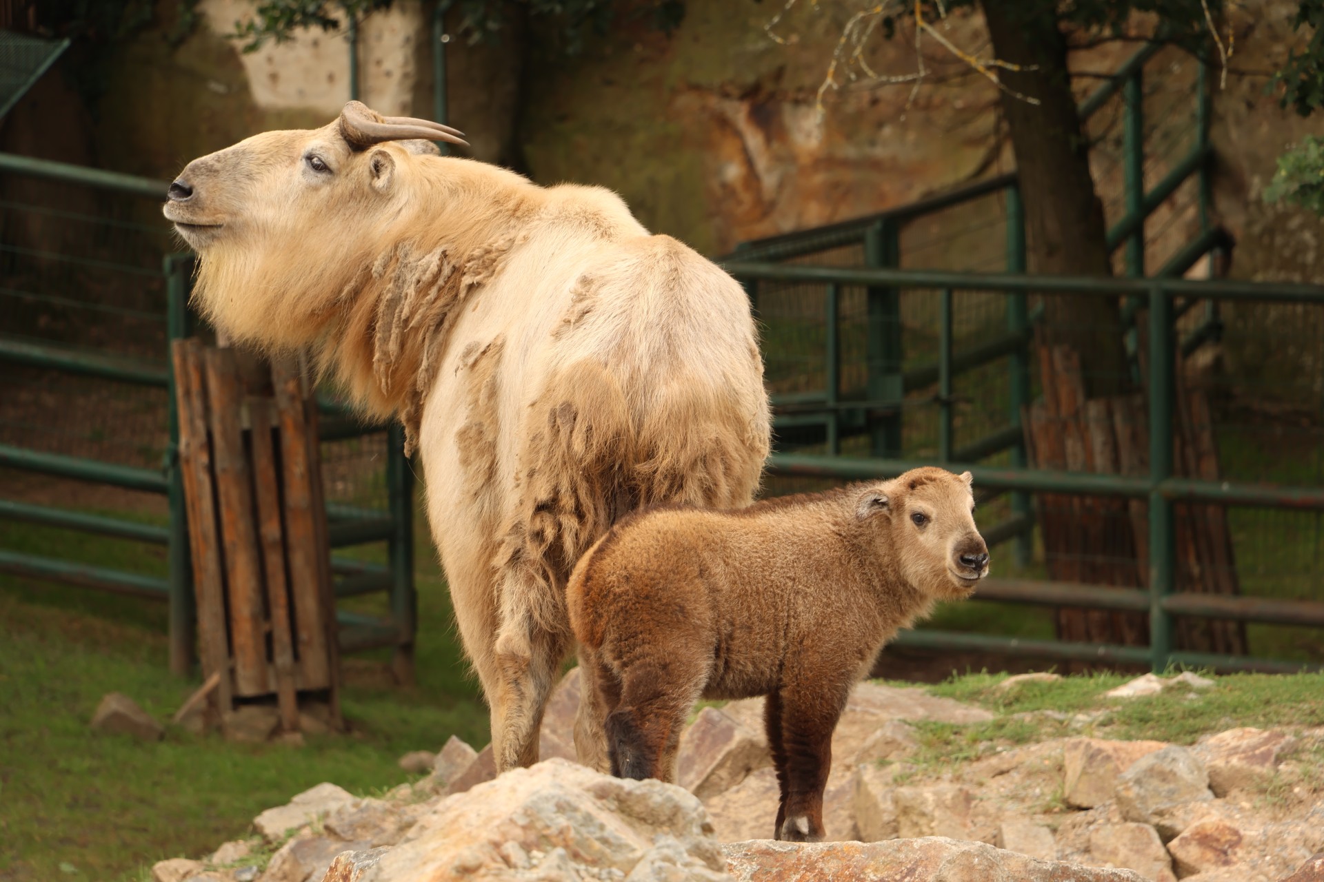 Takin čínský