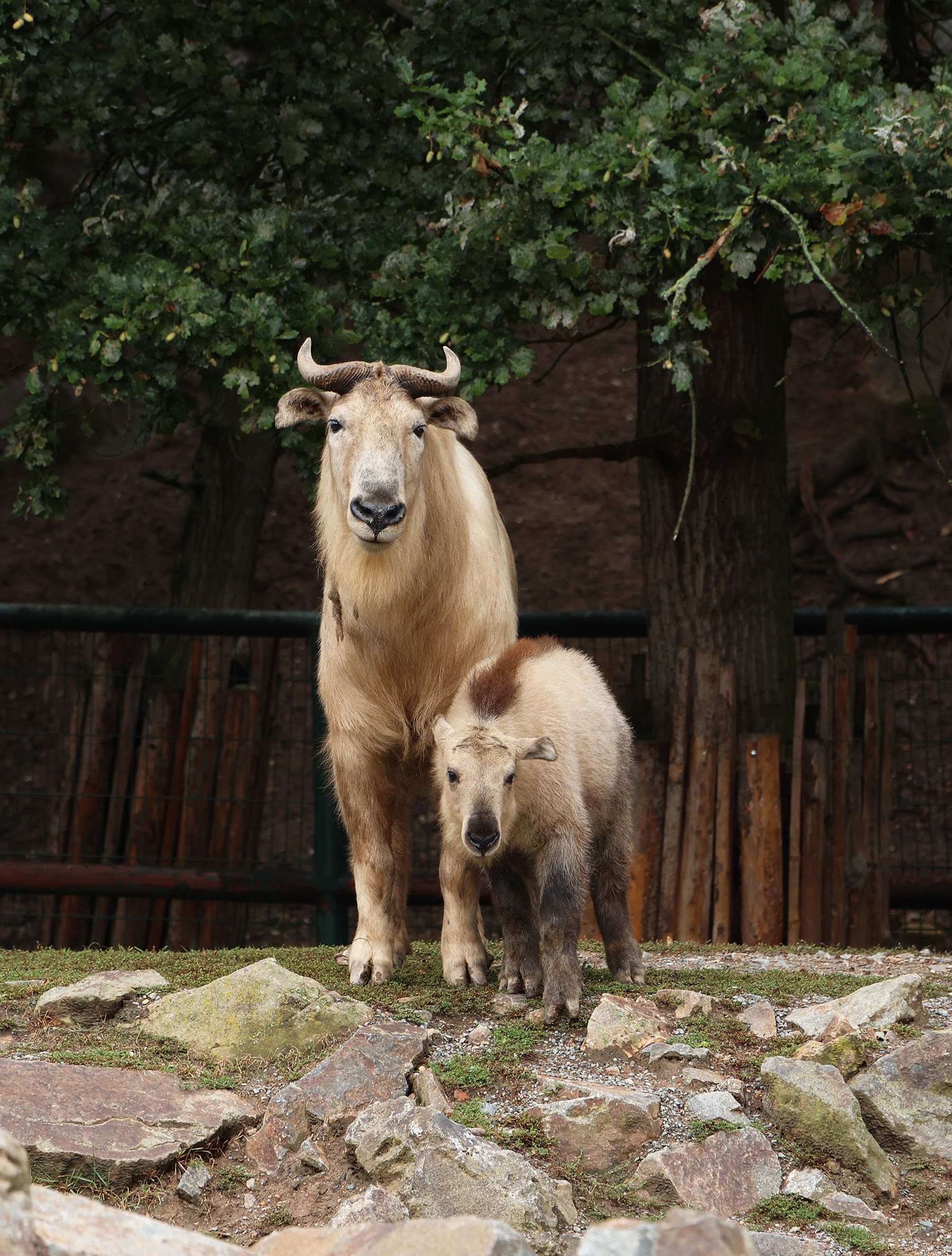Takin čínský