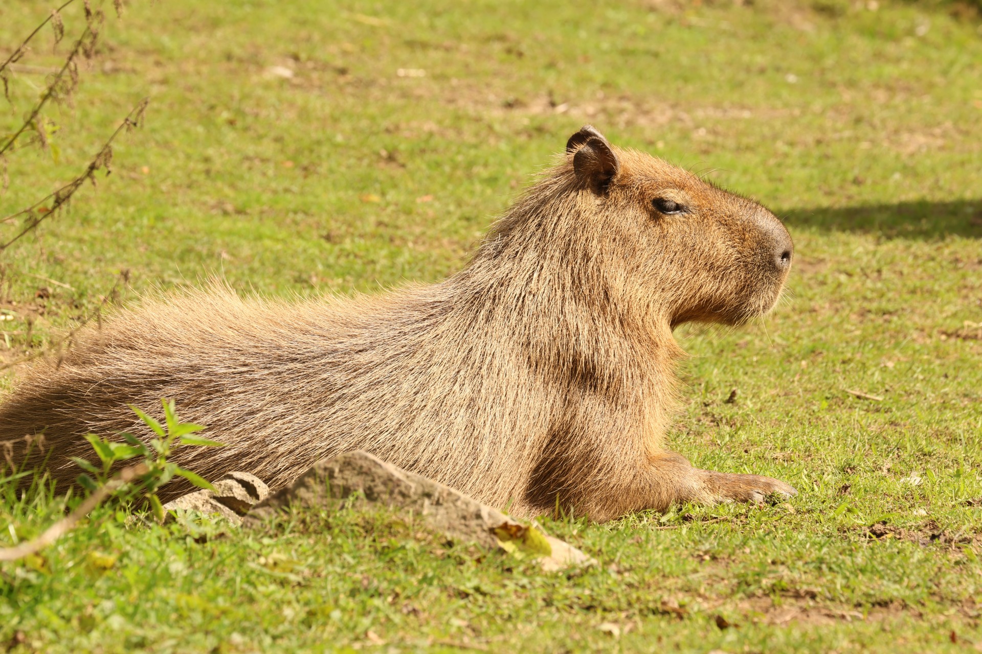 Kapybara