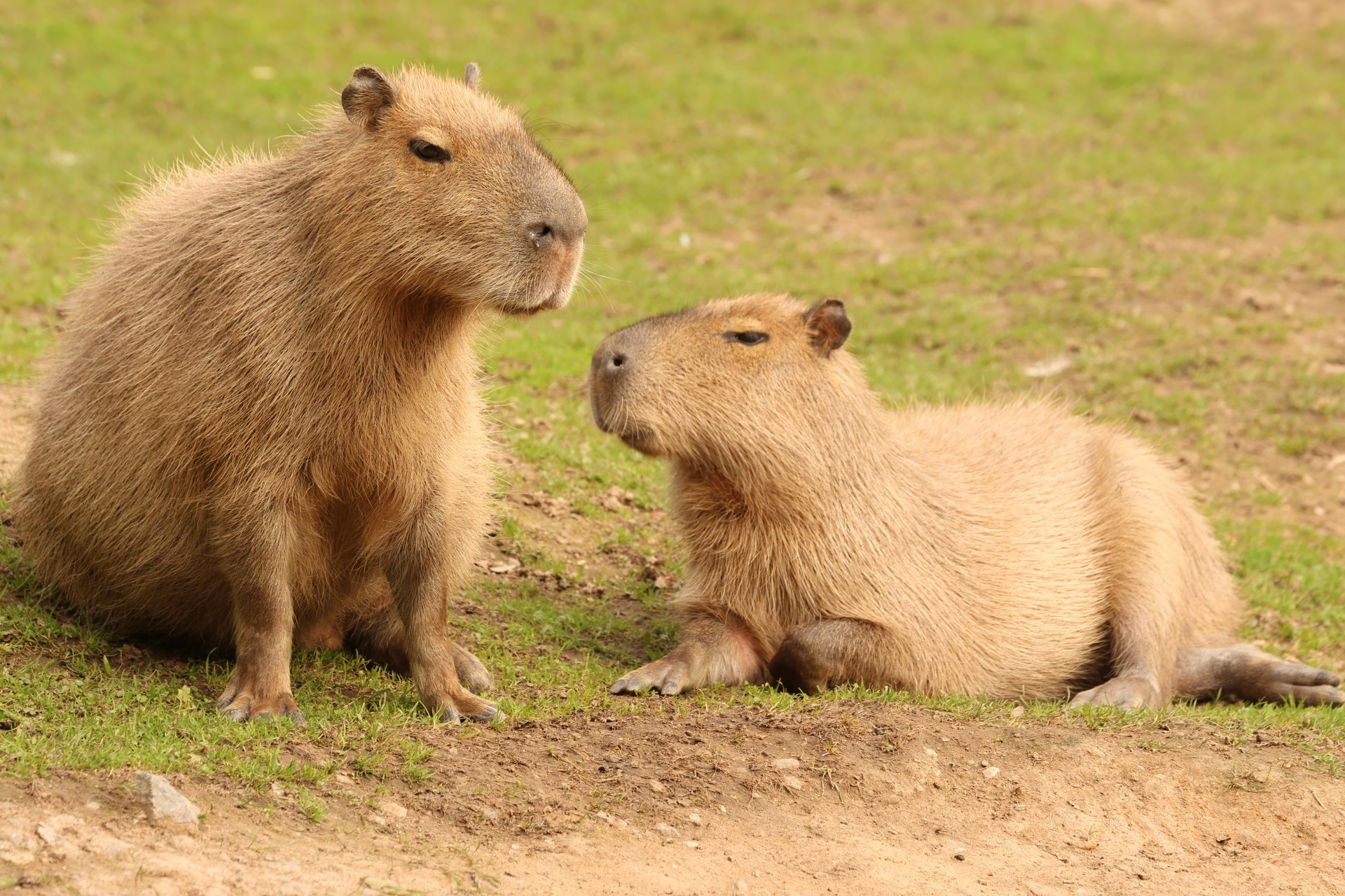 Kapybara