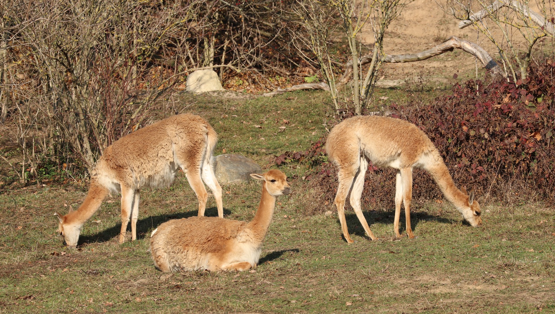Lama vikuňa