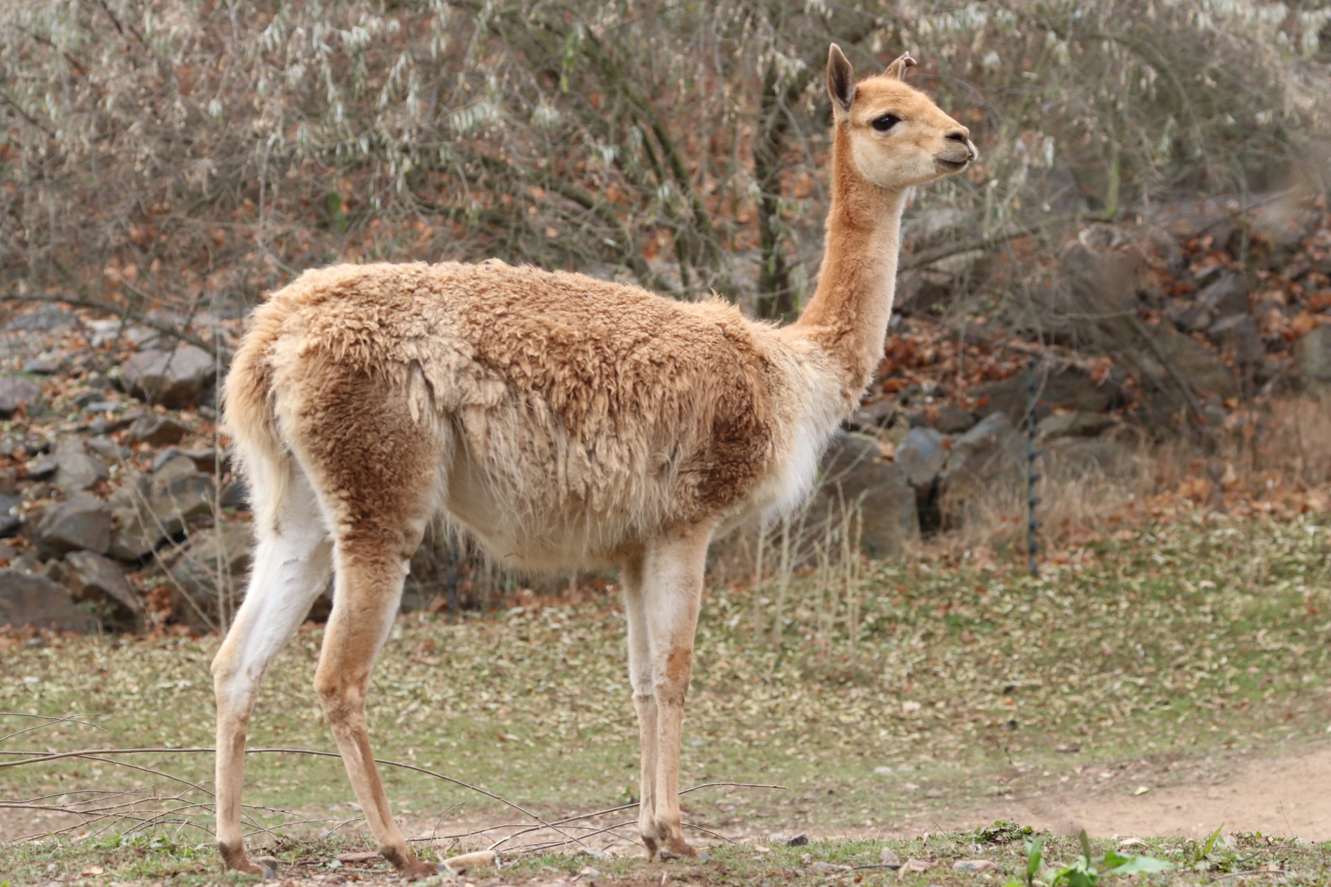 Lama vikuňa