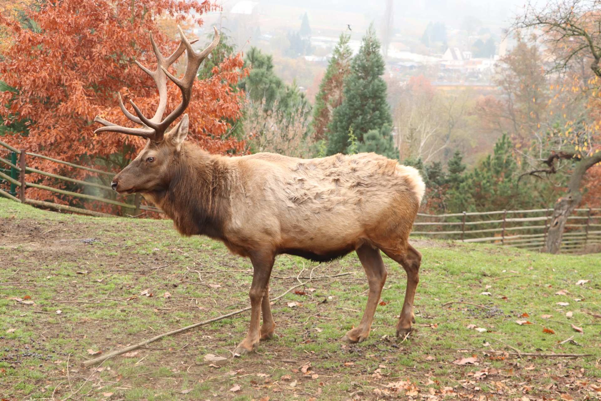 Wapiti kalifornský