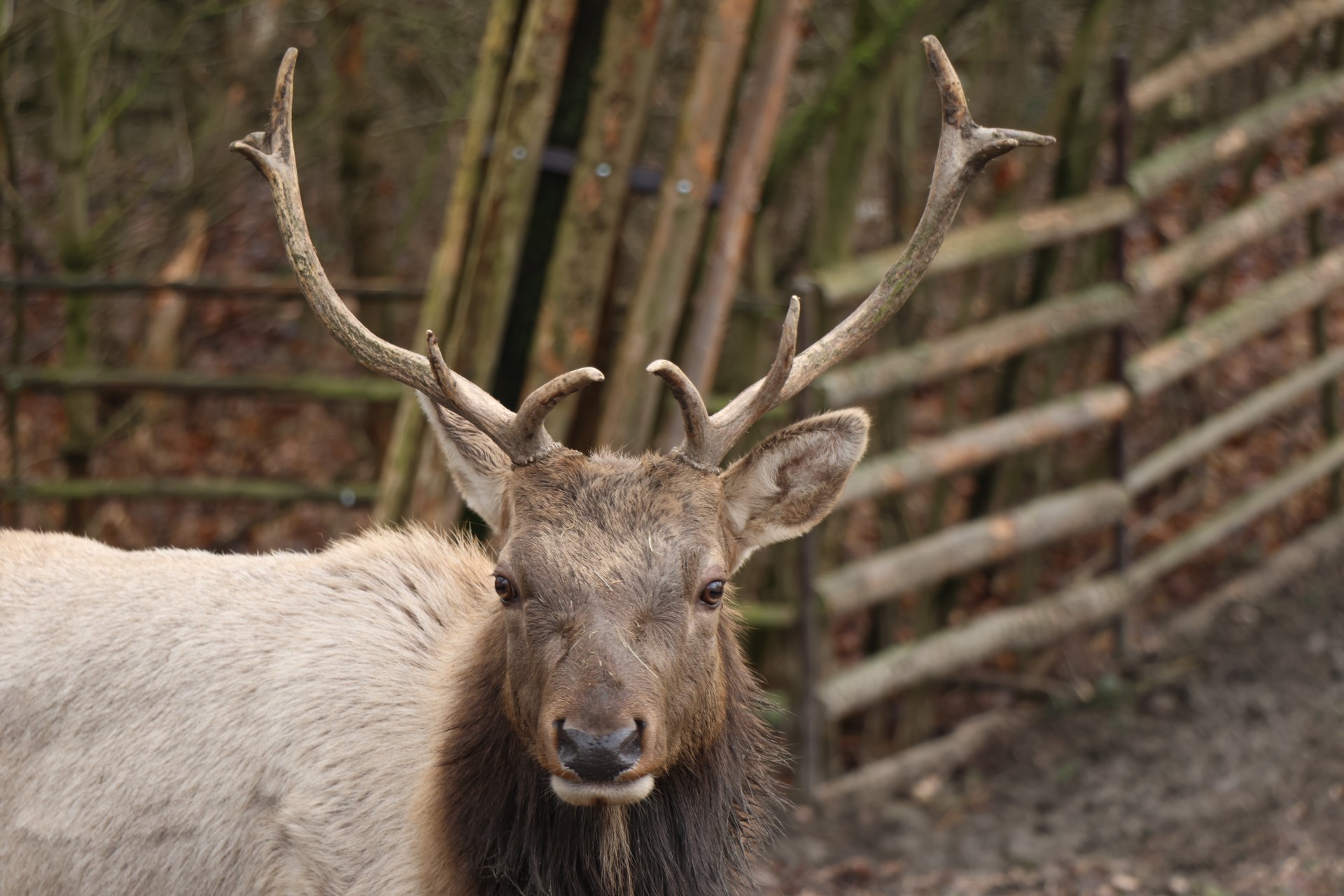 Wapiti kalifornský