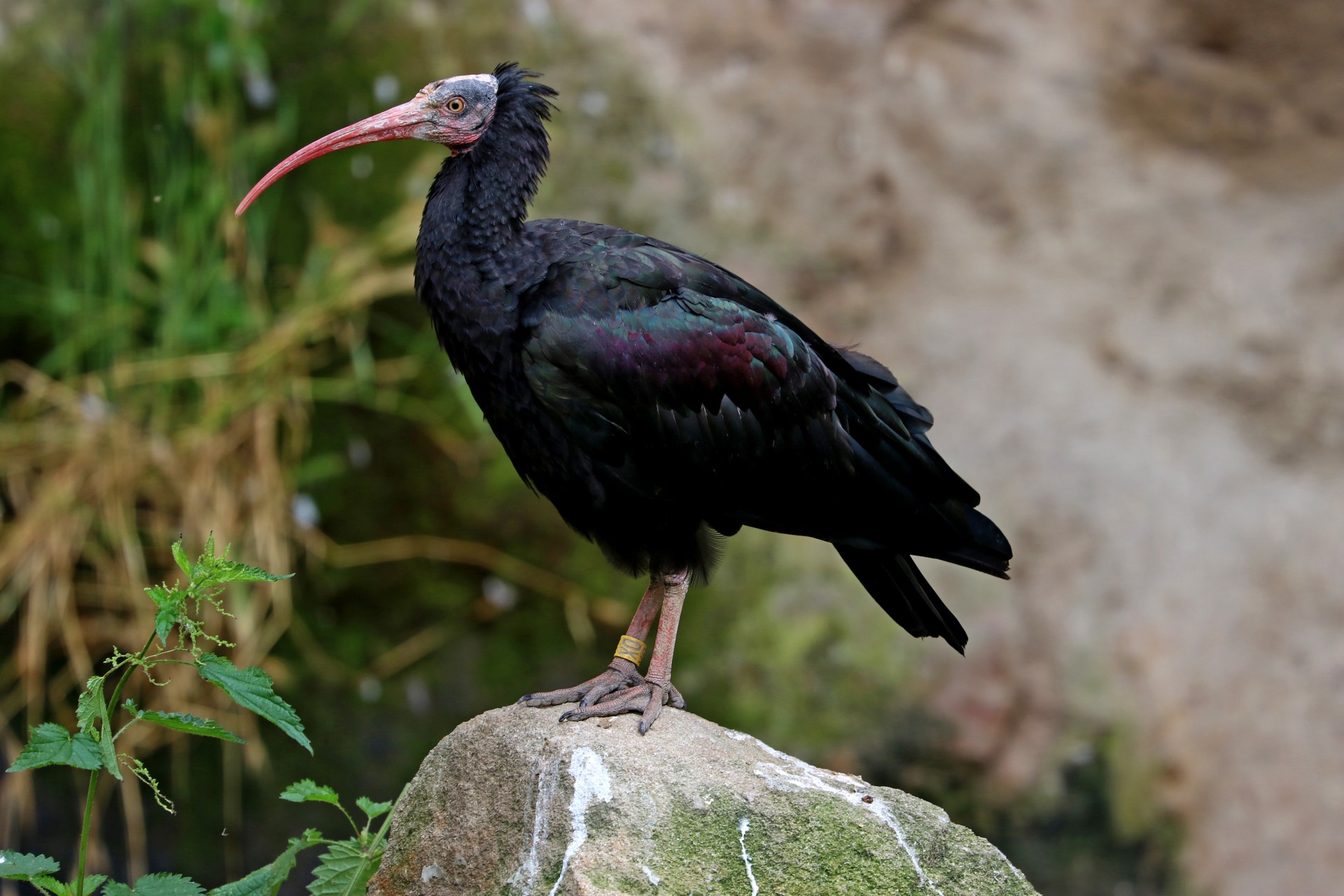 Ibis skalní