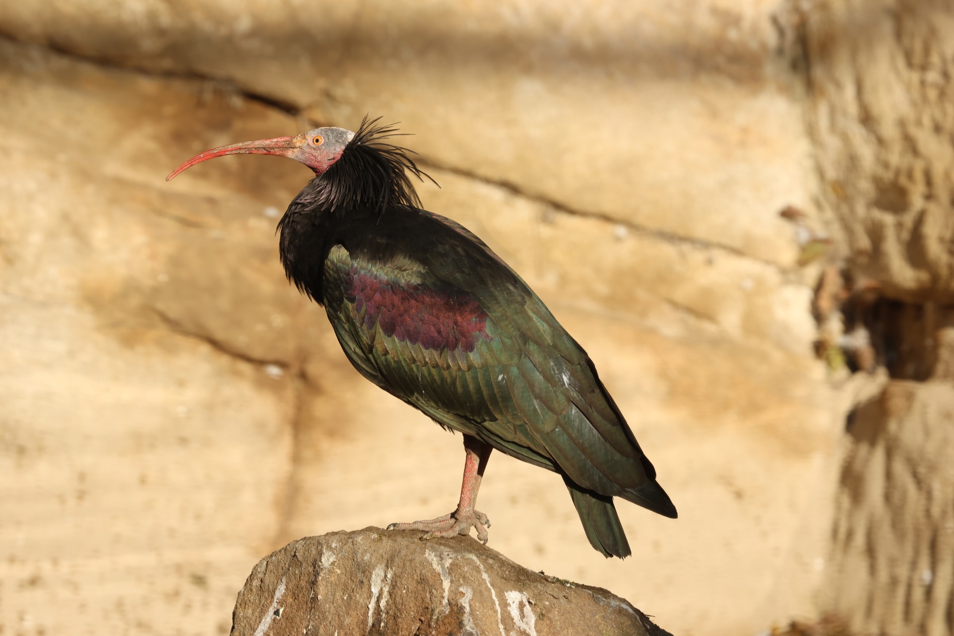 Ibis skalní