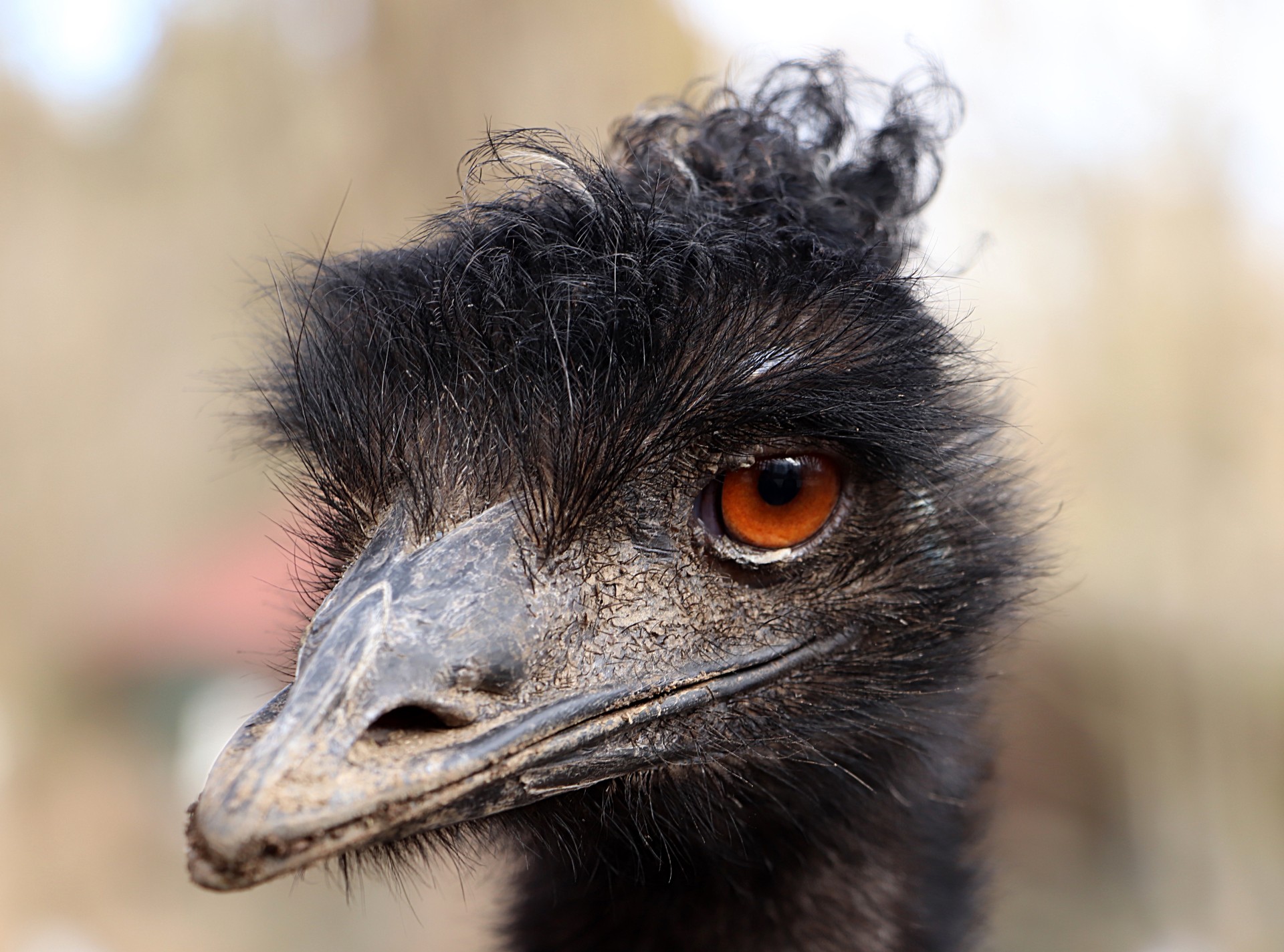 Emu hnědý