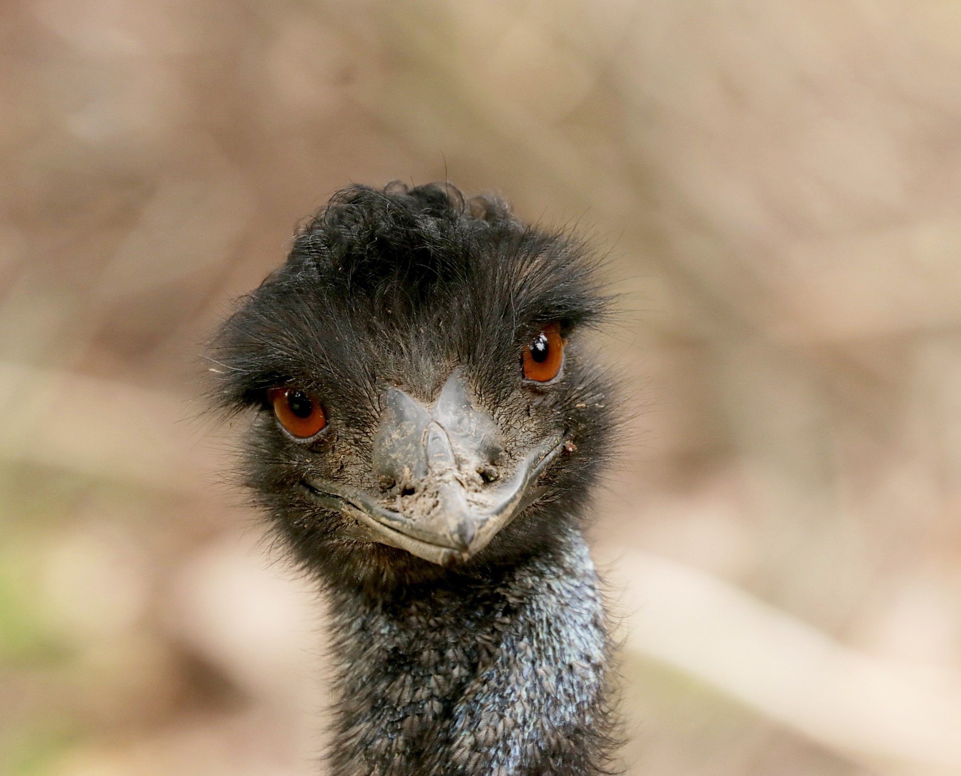 Emu hnědý