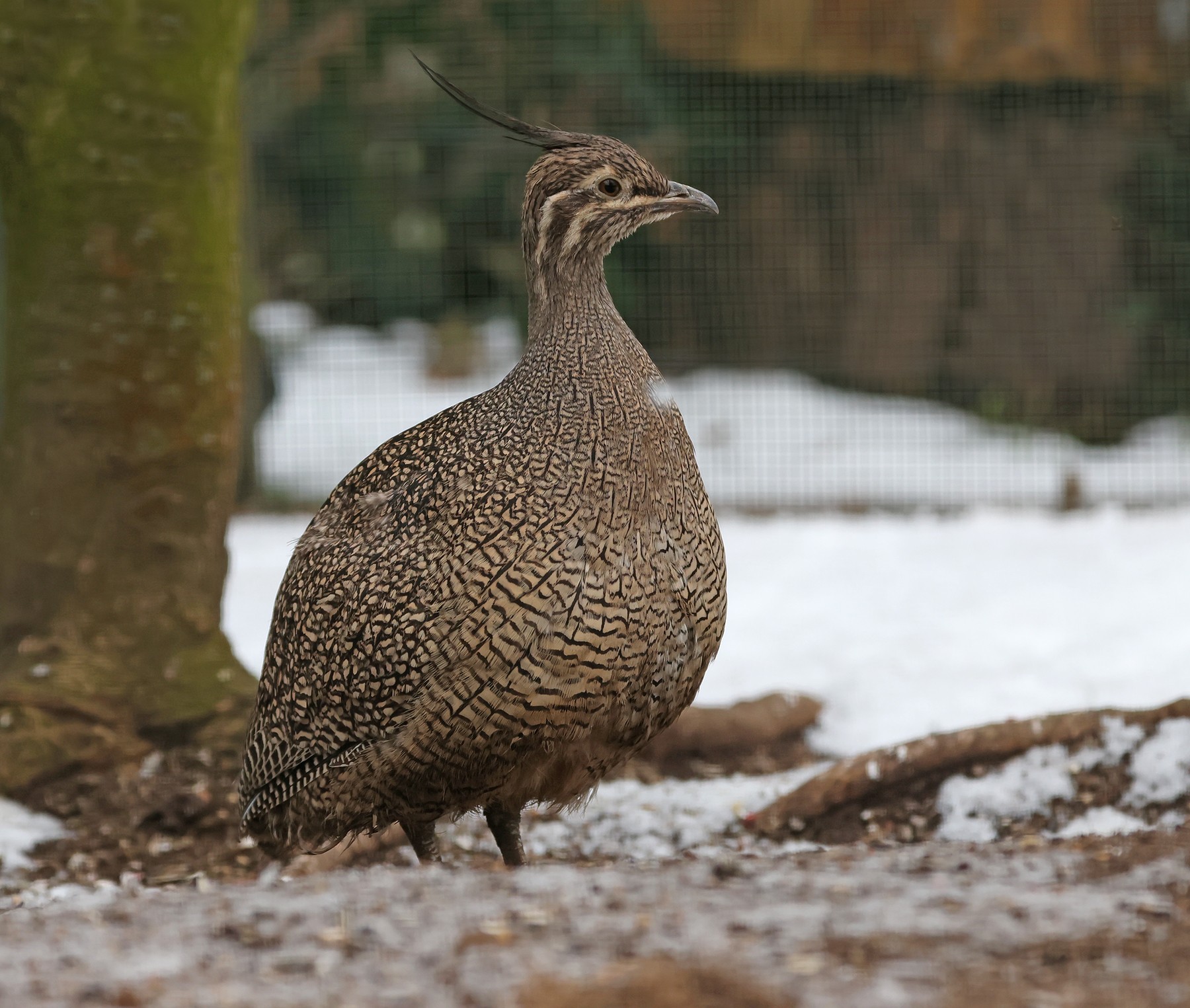 Tinama argentinská