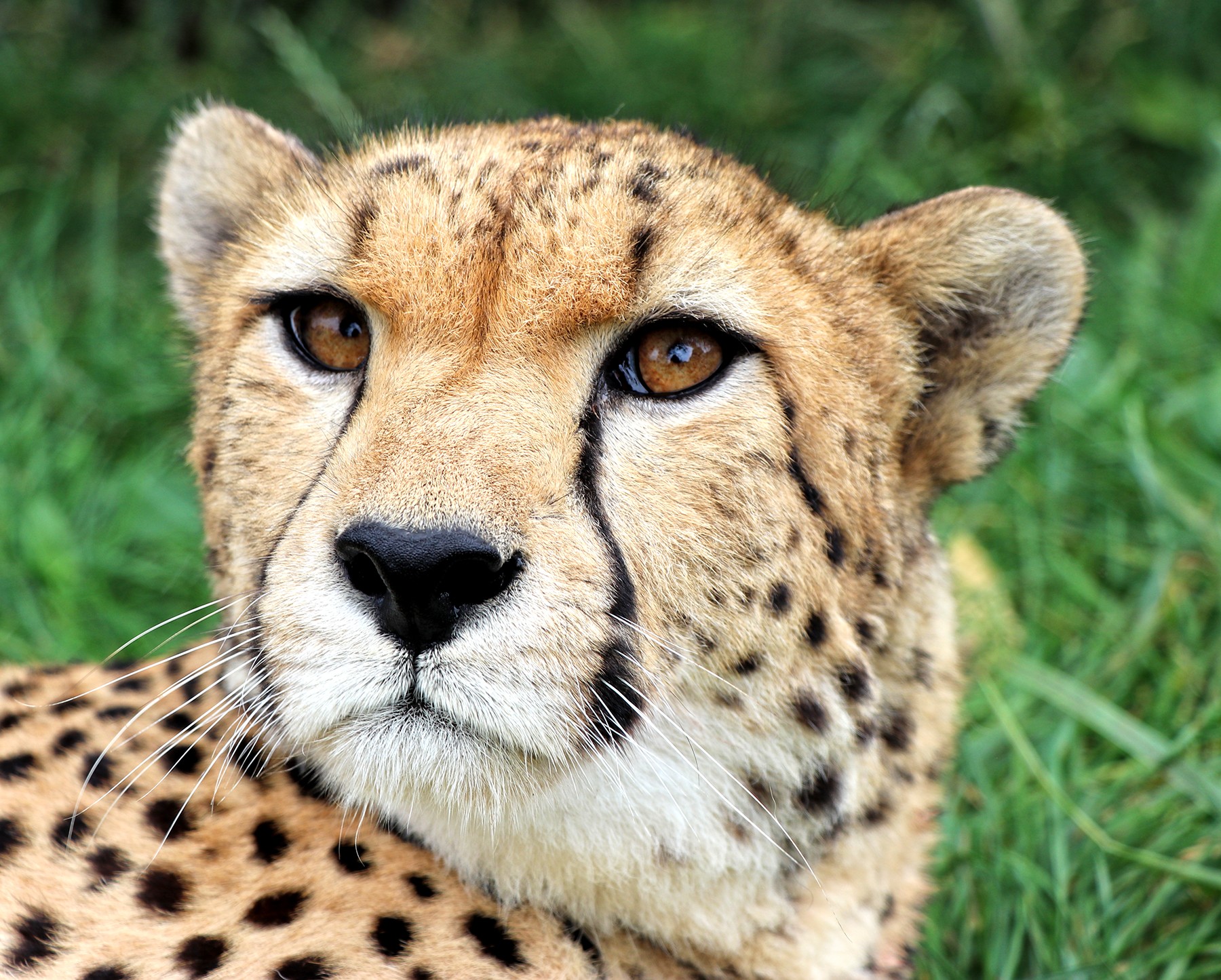 Gepard súdánský