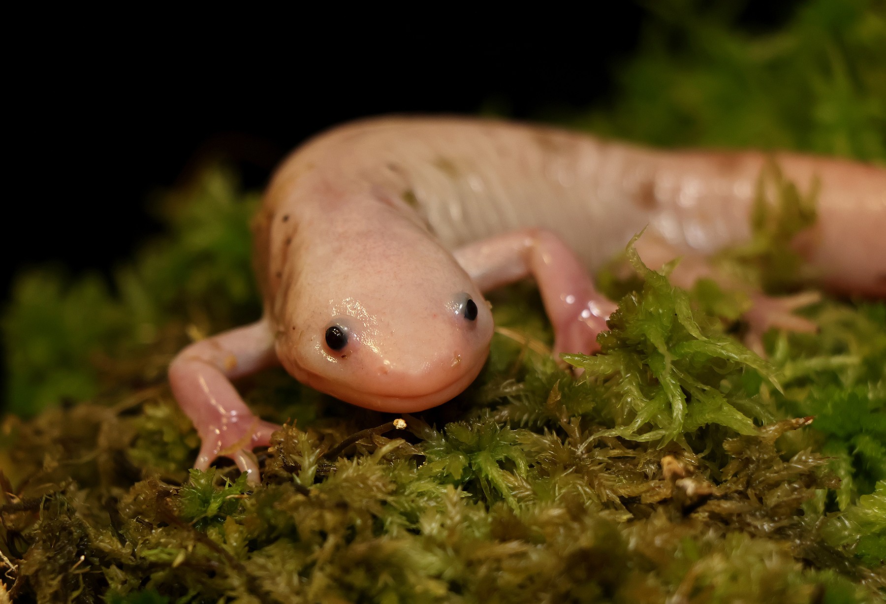Axolotl mexický