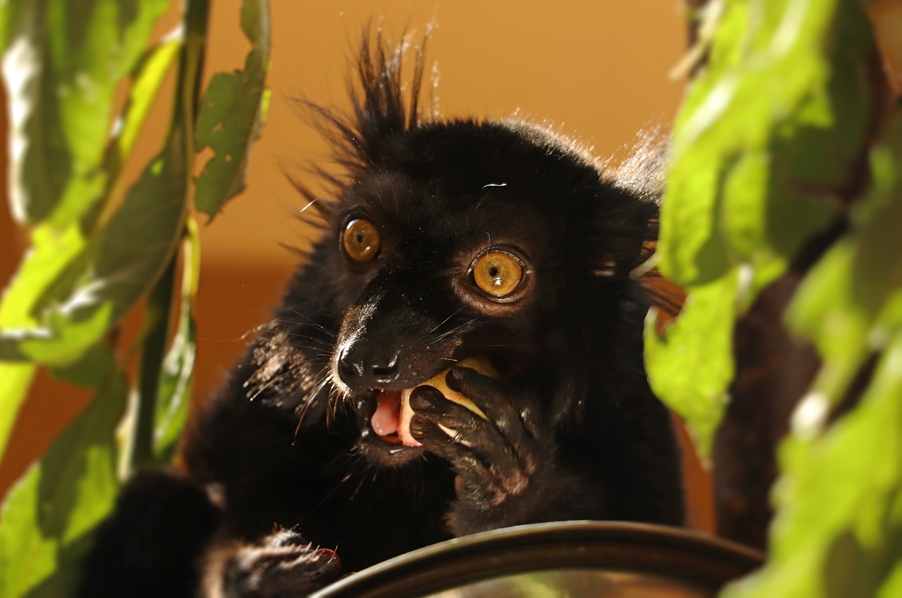 Lemur tmavý