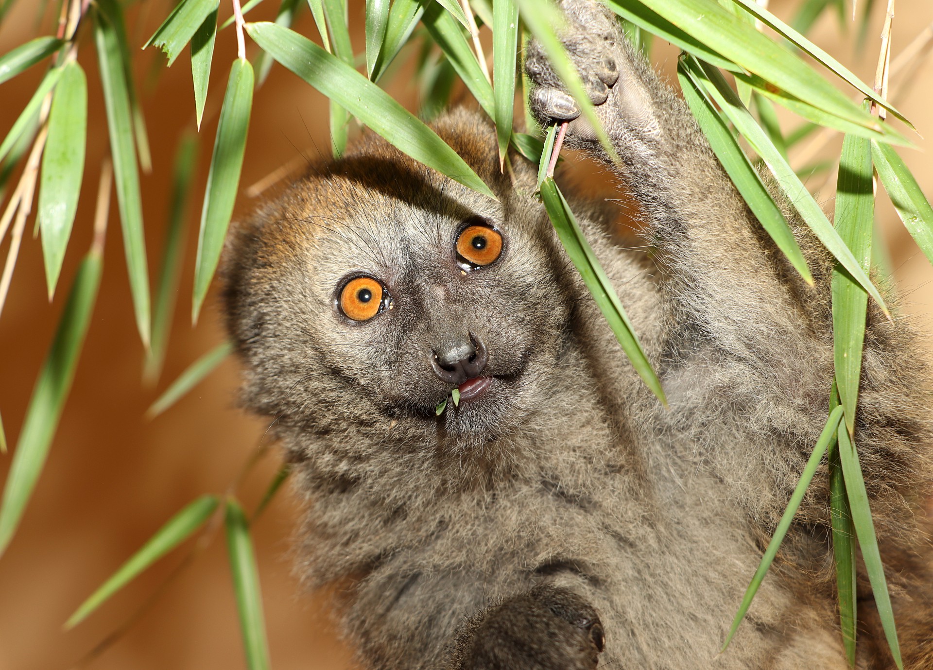 Lemur rákosový