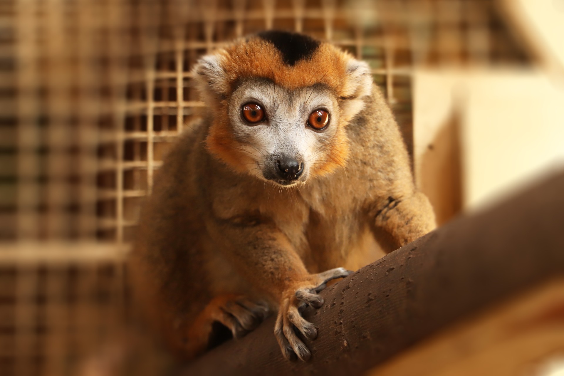Lemur korunkatý