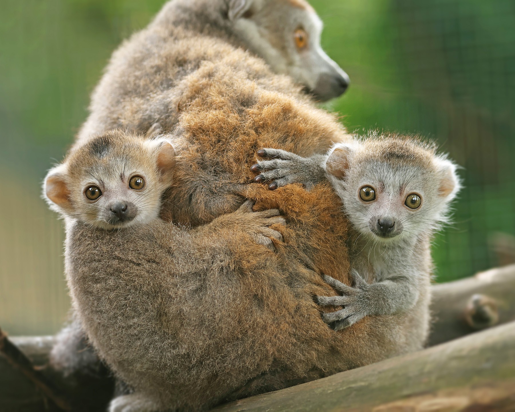 Madagaskar