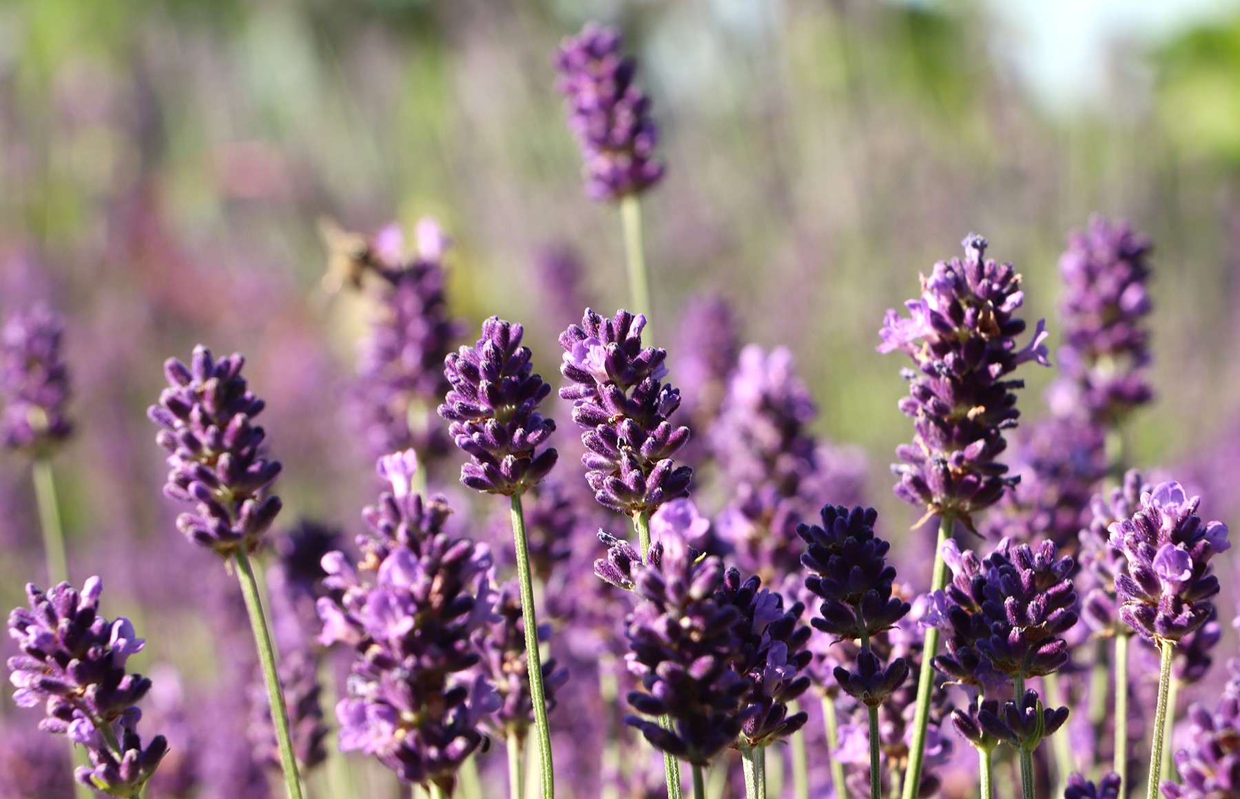 Mediteraneum