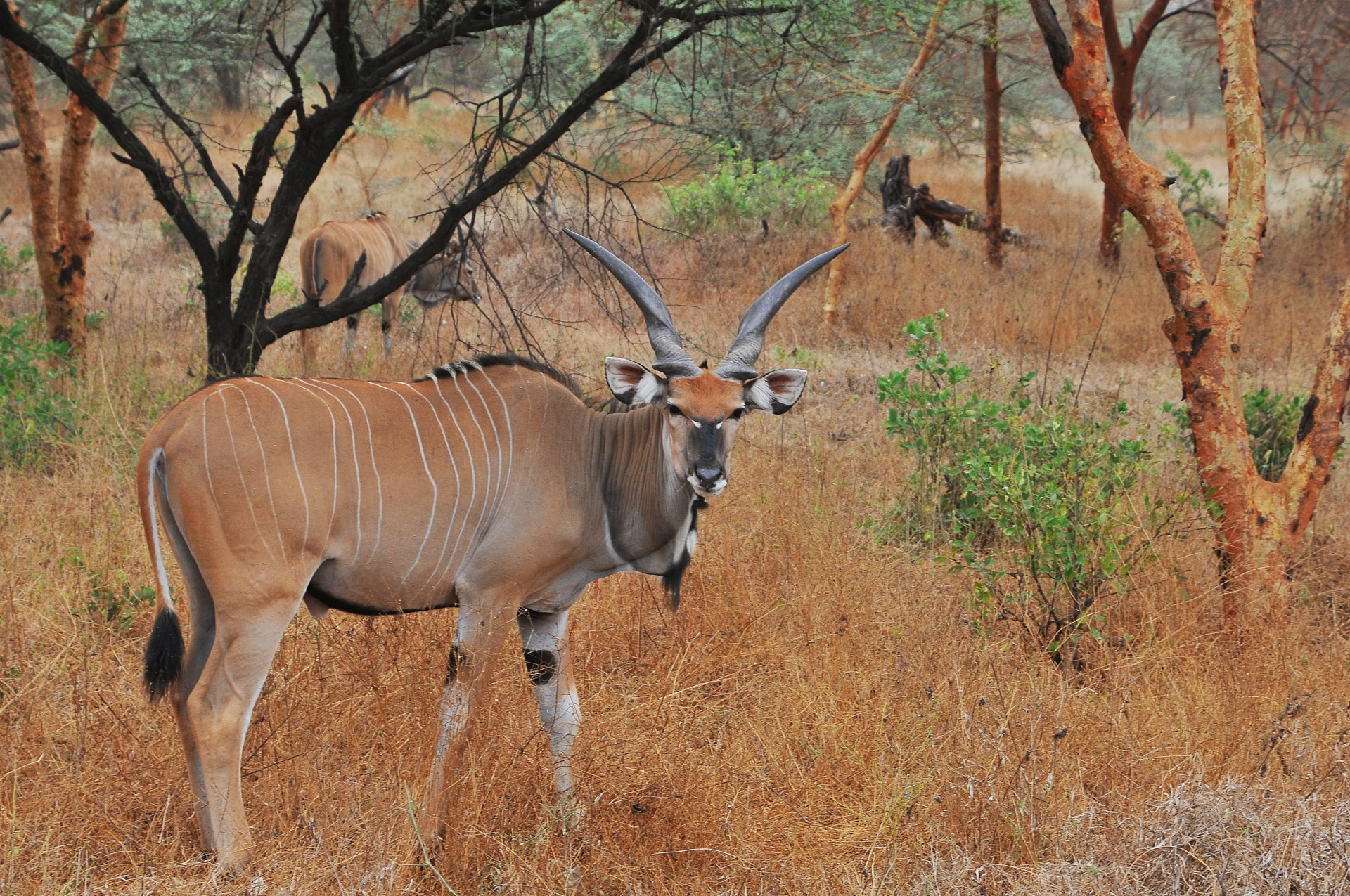 Antelope Conservation