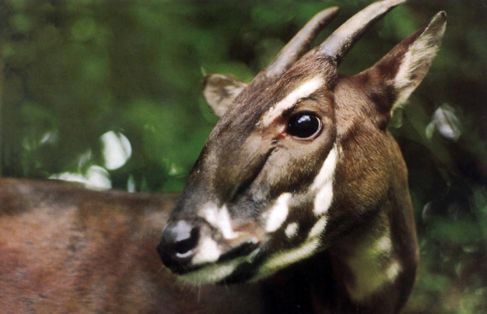 Saola