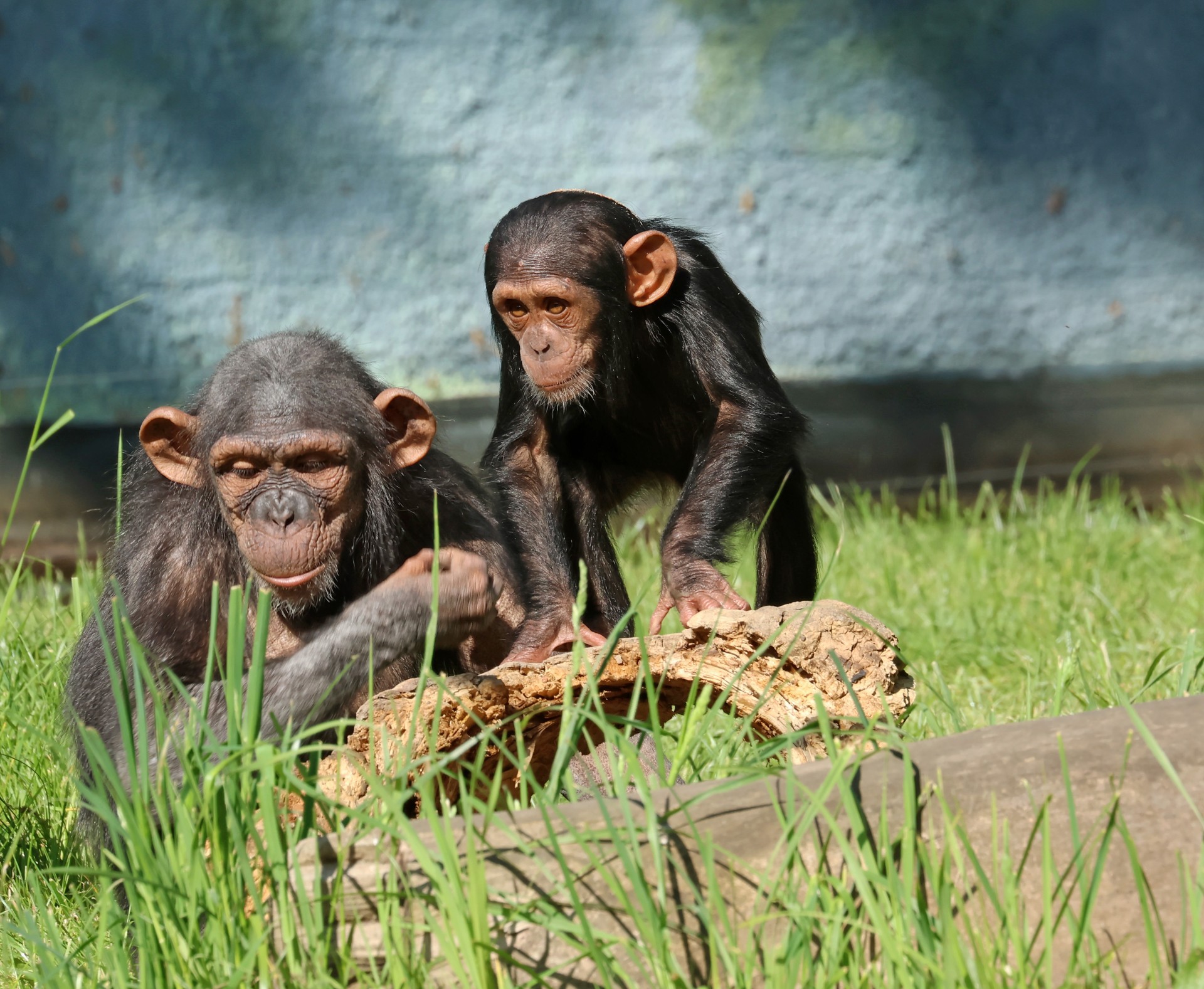 Ape Campaign