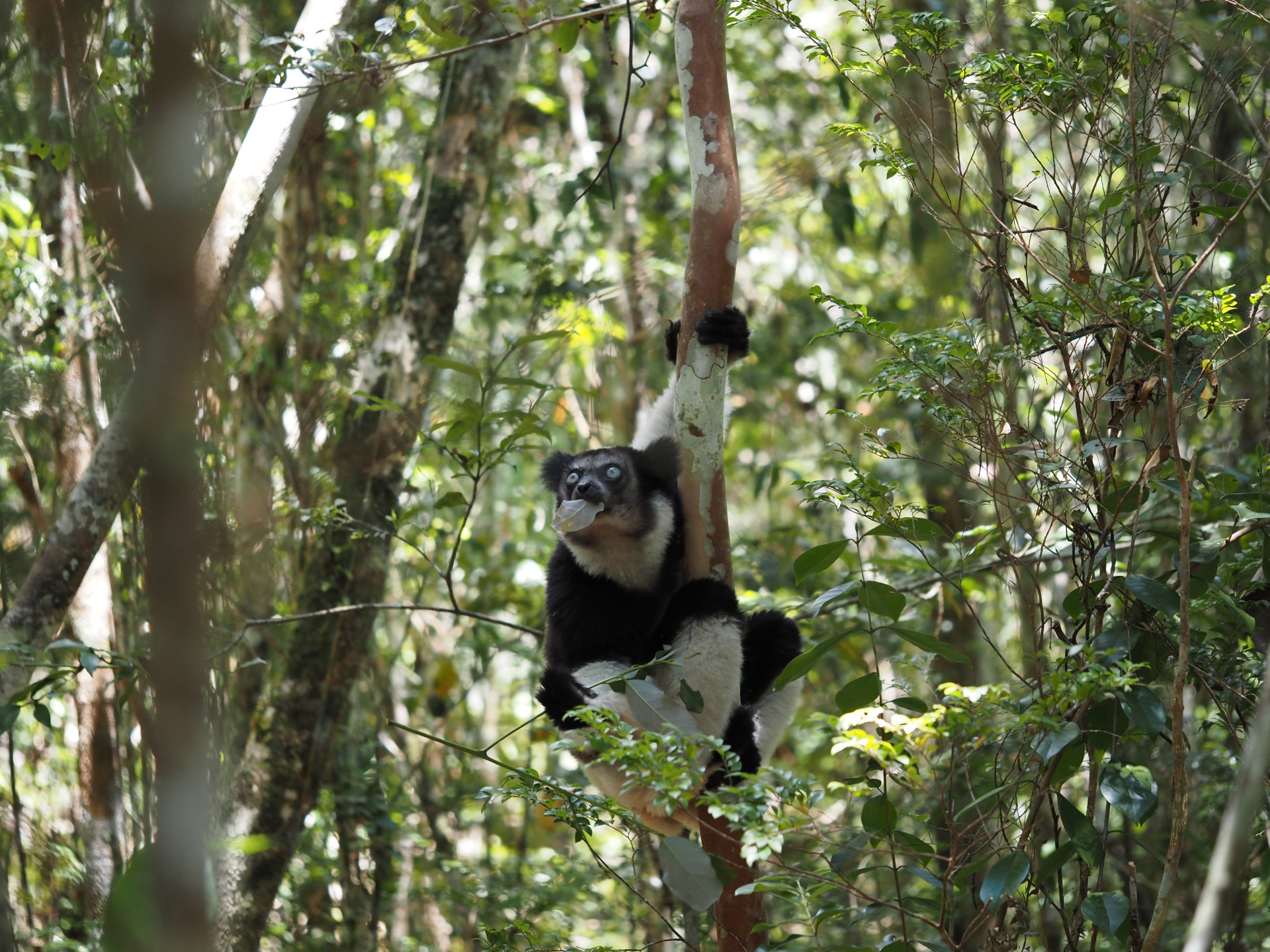 Madagascar Campaign