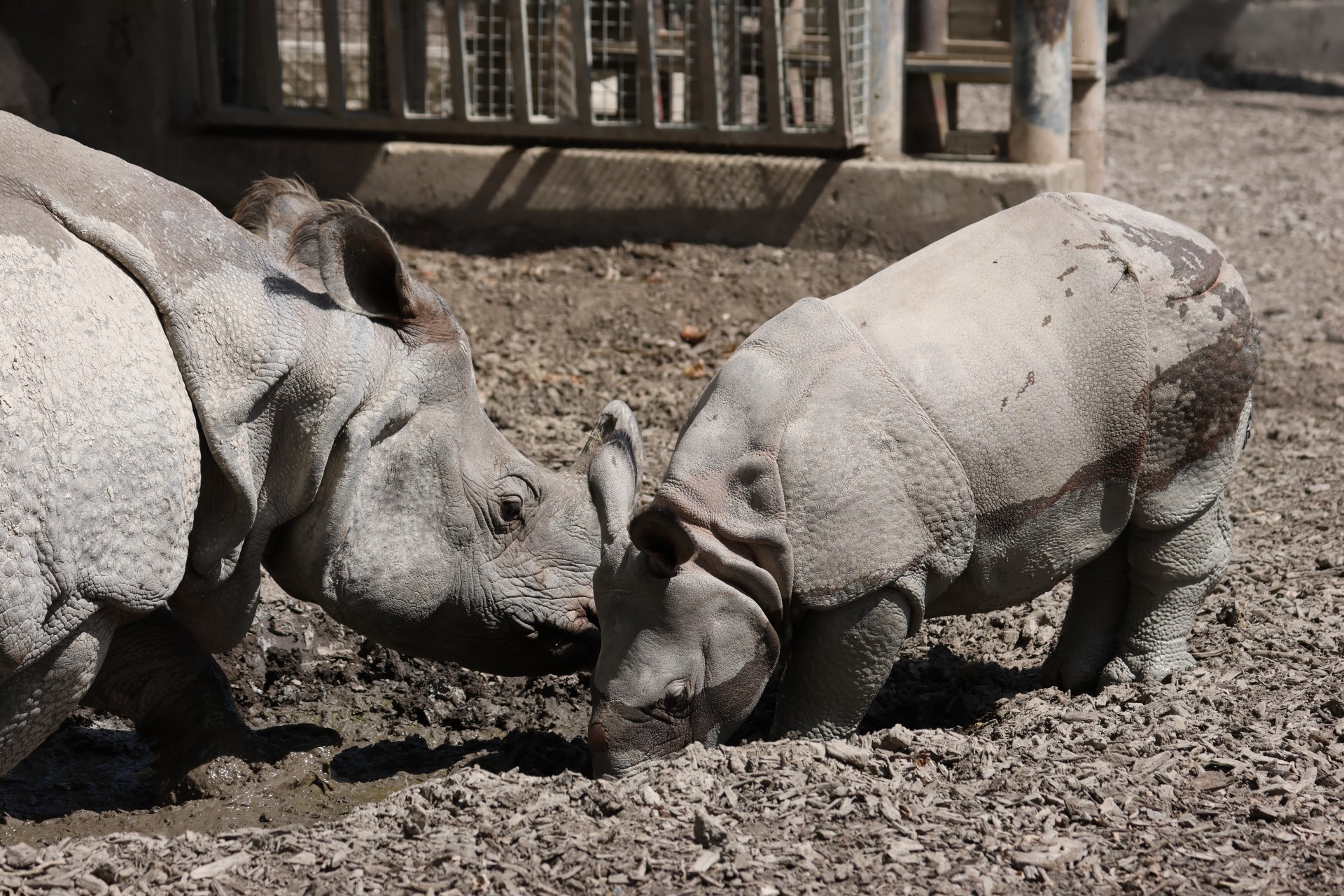 Rhino Campaign