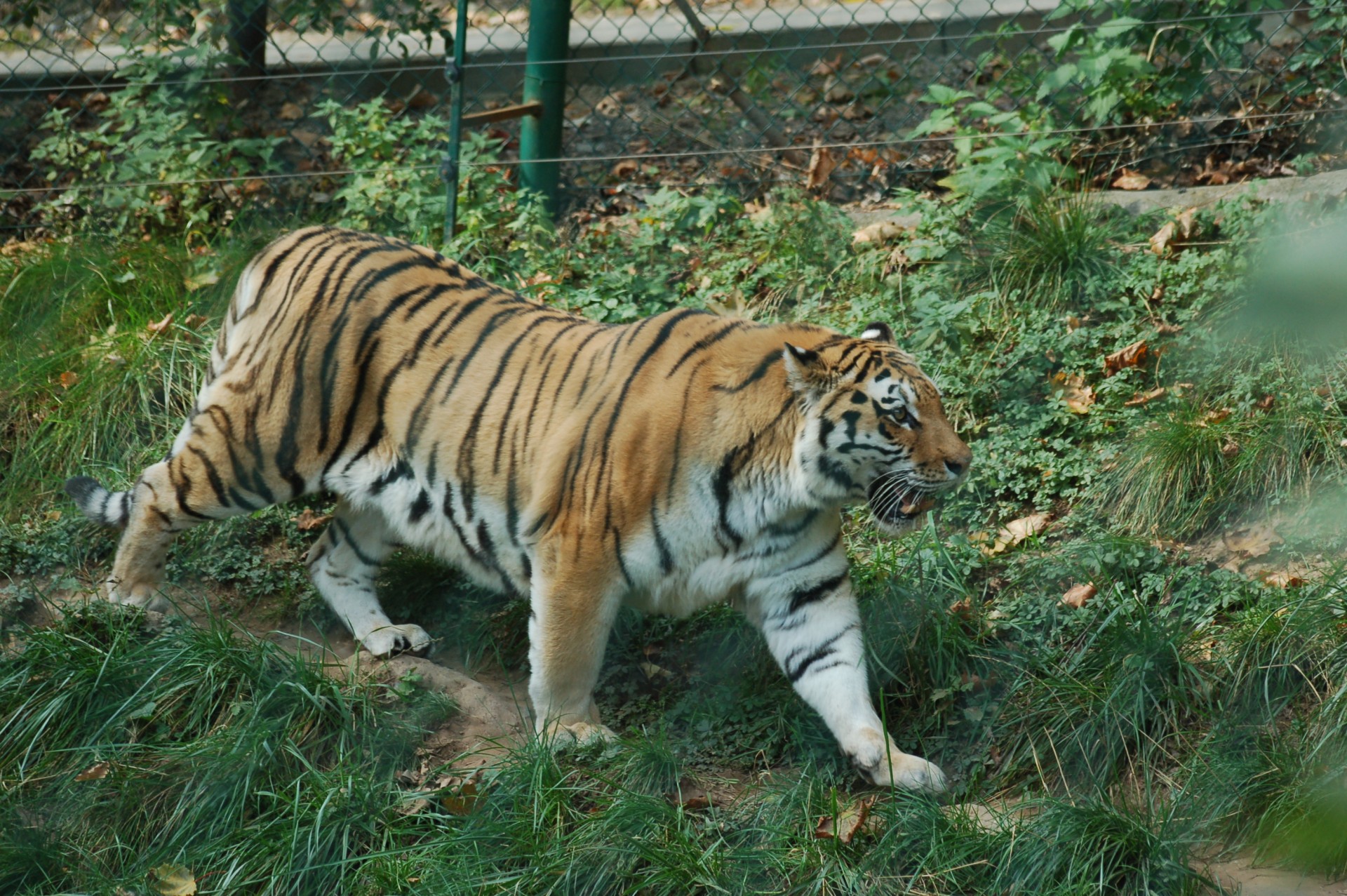 Tiger Campaign
