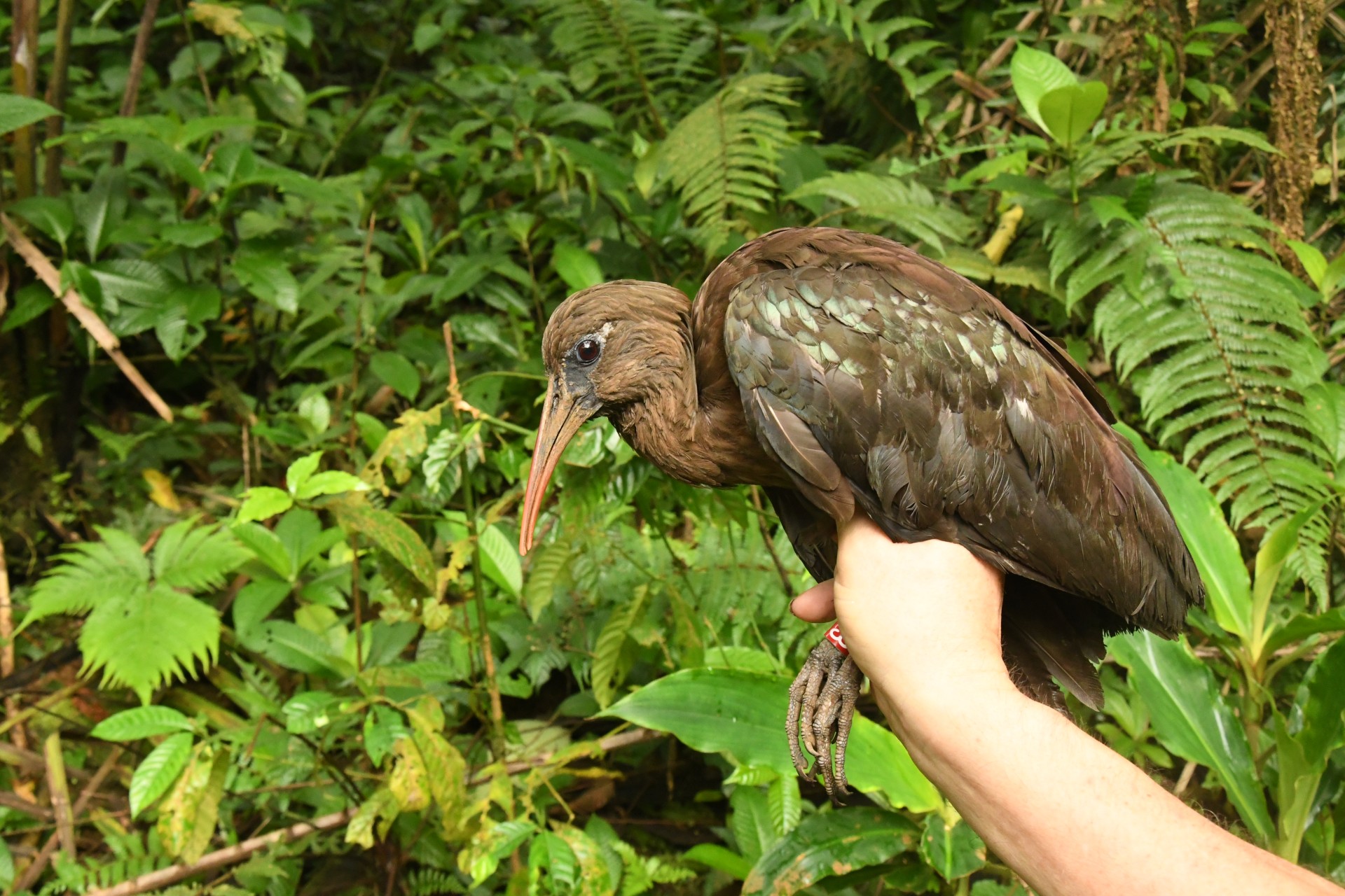 Ibis svatotomášský