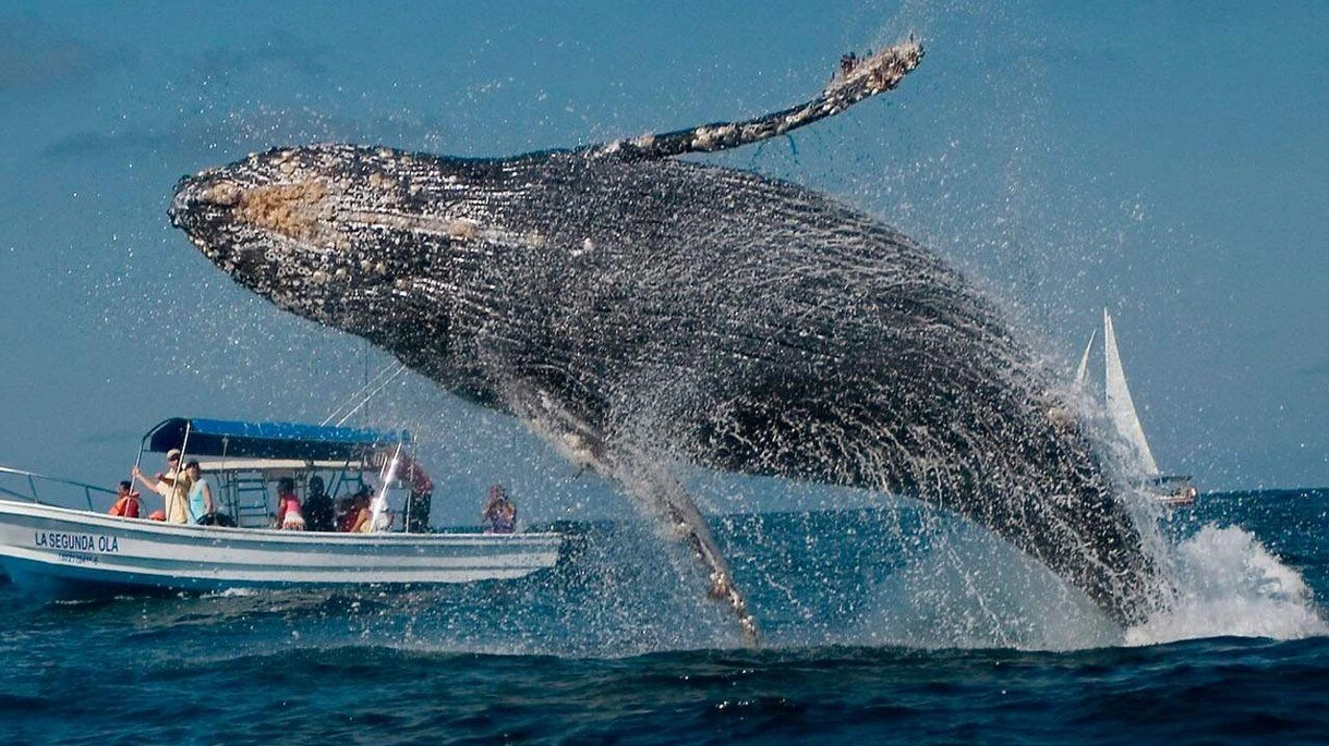 https://s3.eu-central-1.amazonaws.com/tourexplorer-homebelike.orioly.com/media/159/conversions/humpback-whale-watching-main_optimized.webp