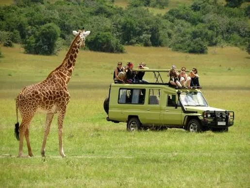 Your First Tanzania Safari: An Unforgettable Adventure Awaits