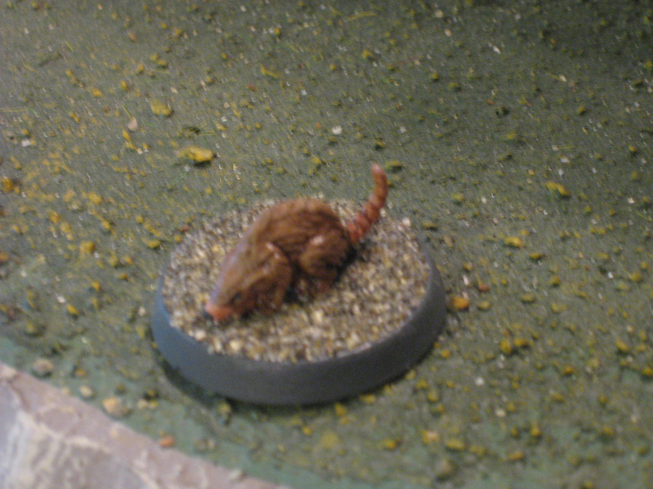 Niilo's pet rat