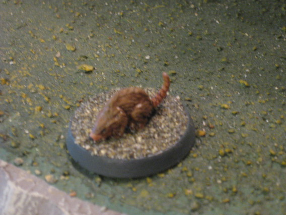 Niilo's pet rat