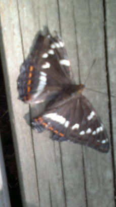  Butterfly Express