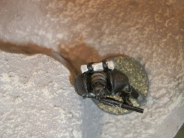 The obligatory overhead view.