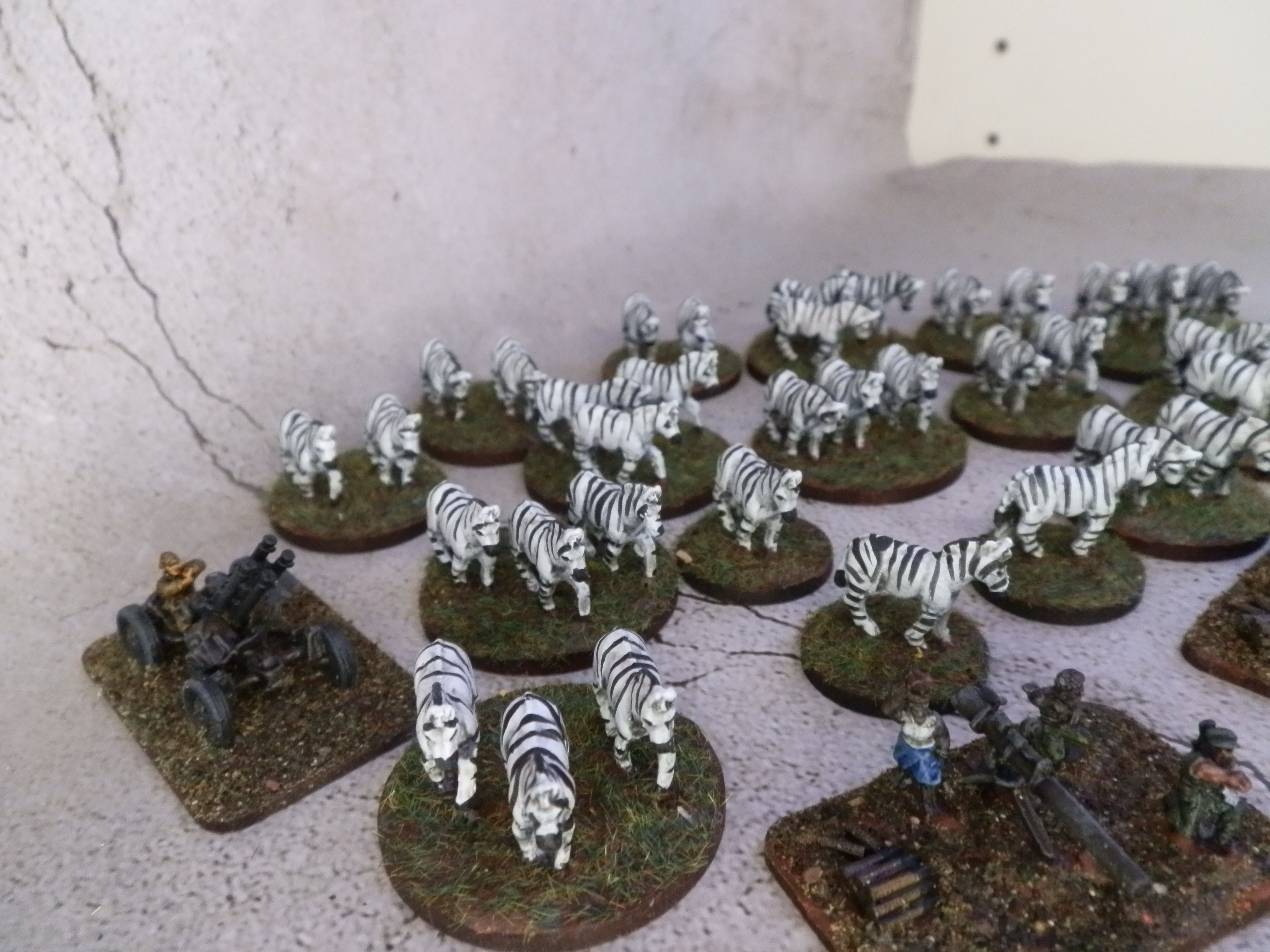 Zebras